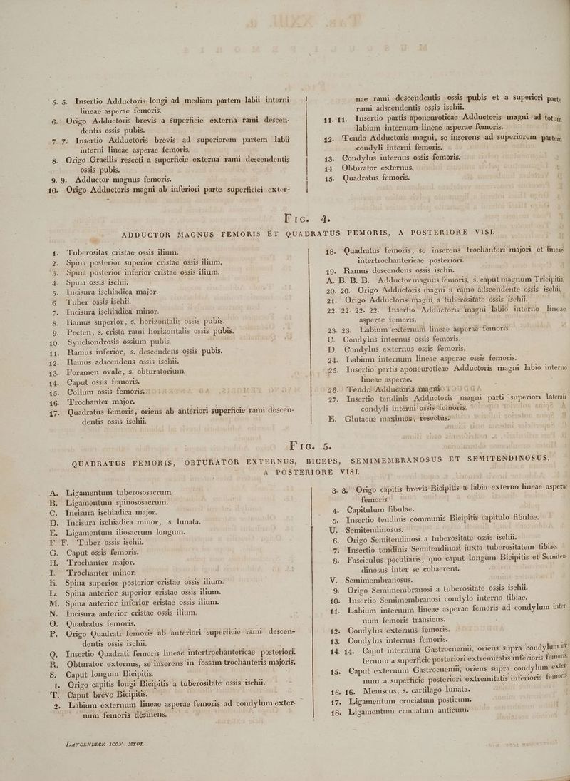 zr 6. 2o» opolmommg ORUM BL v mc 5. YInsertio Adductoris longi ad mediam partem labu interni lineae asperae femoris. Origo Adductoris brevis a superficie externa rami descen- dentis ossis pubis. 7. Insertio Adductoris brevis ad superiorem partem ]labu interni lineae asperae femoris. | Origo Gracilis resecti a superficie externa rami descendentis ossis pubis. 9. Adductor magnus femoris. Origo Adductoris magni ab inferiori parte superficiei exter- ' 12. 13. 14. 15. 'Tuberositas cristae ossis ilium. Spina posterior superior cristae ossis ilium. Spina posterior inferior cristae ossis ilium. Spina ossis ischu. ÍIncisura 1schiadica major. 20. Tuber ossis ischu. — . 21. Incisura iscliadica minor. 29. Hamus superior, $. horizontalis ossis pubis. Pecten, s. crista rami horizontalis ossis pubis. 23. Synchondrosis ossium pubis.  C. Ramus inferior, s. descendeus ossis pubis. D. Ramus adscendens ossis ischu. 24. Foramen ovale, s. obturatorium. 25. Caput ossis femoris. | Collum ossis femoris; ^ | 5 26. 'Trochanter major. 27. . Quadratus femoris, oriens ab anteriori superficie rami descen- | dentis ossis ischui. | E. PIG: s. QUADRATUS FEMORIS, OBTURATOR EXTERNUS, BICEPS, | 18. 19. nae rami descendentis ossis pubis et a superior part, rami adscendentis ossis ischn. labium internum lineae. asperae femoris. | 'lendo Adductoris magni, se inserens ad toti partem condyli interni femoris. | Condylus internus ossis femoris. Obturator externus. aij zi vÍs Quadratus femoris. Quadratus FelioA s. $e inserens trochanteri majori et lineae ihüsisodhanicsidóe posteriori. Bamus descendens ossis ischi. 20. Origo Adductoris magni a ramo adscendente ossis ischii Origo Adductoris: magii a taberositate Ossis ischi. ——— 2 2s du. Insertio Adductoris inagui. labio terno lineae asperae femoris. 24. Labium externum lineae asperaé femoris. Condylus internus ossis femoris. Condylus externus ossis femoris. Labium internum lineae asperae ossis femoris. Insertio partis aponeuroticae Adductoris magni labio mternó lineae asperae. Tendo Adduétoris nagd (GA Insertio tendinis Adductoris magni pos Pw lateral condyh intérni ossis fcrioris. : [Orio 5 RETH A Glutaeus maximüs, resectus.^ SEMIMEMBRANOSUS ET SEMITENDINOSUS, Ligamentum tuberososacrum. Ligamentum spinososacrum. Incisura ischiadica major. Incisura ischiadica minor, s. lunata. Ligamentum iliosacrum longum. Caput ossis femoris. 'Trochanter major. Frochanter minor. Spina superior posterior critae ossis ilium. Spina anterior superior cristae ossis ilium. Spina anterior inferior cristae ossis ilium. Incisura anterior cristae ossis ilium. Quadratus femoris. : Origo Quadrat íemoris ab anteriori superficie: rami descen- dentis ossis isch. Insertio Quadrati femoris lineae intertrochantericae. posteriori. Obturator externus, sé inserens in fossam trochanteris majoris, Caput longum Bicipitis. | Origo capitis longi Bicipitis a tuberositate ossis isch. Labium externum lineae asperae femoris ad condylum exter, ' mum femoris desinens. — |  mE 4 LaNGENEECK ICON. MYOL. 5. 15. 16. T75 18. 3. Oxigo capitis brevis. Bicipiüis a labio externo lineae aspera femoris. | p--1 Capitulum fibulae. Insertio tendims communis pice sapitulo fibulae. Semitendinosus. ! Origo Semitendinosi a tubexositétd ossis 1schii. Insertio tendinis Semitendinos: juxta tuberositatem. tibiae; Fasciculus peculiaris, quo caput EEUM e gia et Semitei- dinosus inter se cohaerent. | Semimembranosus. Origo Semimembzanosi a tuberositate ossis ischu. lusertio Semimembranosi condylo interno tibiae. Labium internum lineae asperae femoris ad condylum intet num Ííemoris transiens. | Cond ylus externus.femoris. . Condylus internus femoris. ternum a superficie posteriori extremitatis inferioris femoris. Caput externum Gastrocnemii, oriens supra condylum exter num à superficie: posteriori extremitatis inferioris femoris 16. Meniscus, s. cartilago lunata. | Ligamentum cr uciatum posticum. Ligamentum cruciatum anticum.