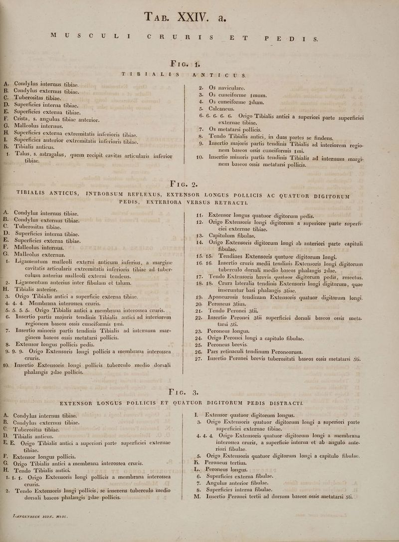 INS TUSESME POS NEN n SP RN NIE T d'a -— f * LJ AS .- EosMe V T RES m : parte à PvE e s : PECLLCELLMM U- D 3L 1 Condylus iuternus tibiae. Condylus externus tibiae. luberositas tibiae. Superficies externa tibiae. Crista, s. angulus tibiae anterior. Malleolus internus. Superficies externa extremitatis inferioris tibiae. Superficies anterior extremitatis inferioris tibiae. Talus, s. astragalus, tibiae. jua. quem recipit cavitas articularis. iuferior INTRORSUM REFLEXUS, PEDIS, TIBIALIS ANTICUS, Condylus internus tibiae. Condylus externus tibiae. 'luberositas tibiae. Superficies interna tibiae. Superficies externa tibiae. Malleolus internus. Malleolus externus. Ligamentum malleoli externi anticum inferius, a margine cavitatis articularis extremitatis inferioris tibiae ad. tuber- . 2. Laàgamentum anterius inter fibulam et talum. H. 'libialis anterior. .9. Origo 'libialis antici a superficie externa tibiae. —4. 4. 4. Membrana interossea cruris. 5. 5. 5. 5. Origo Tibialis antici a membrana interossea cruris. , 6. lusertio partis majoris tendinis Tibialis antici ad interiorem regionem baseos ossis cuneiformis 4mi. 7. lnusertio minoris partis tendinis 'Tibialis ad internum | mar- ginem baseos ossis metatarsi pollicis. cruris. phalangis 2dae pollicis. LA. Bodyhn internus tibiae. FB. Condylus externus tibiae. C. 'Tuberositas tibiae. | 4 tibiae. EG. Origo 'DIibialis antici a membrana interossea cruris. LH. 'Tendo Tibialis antici. - Origo Extensoris longi plius i à Pacem interossca / CrULrIS. dorsali baseos phalangis 2dae pollicis. LANGENBECK 1CON. MYOI. | RonmEMcMESK EC nc d n A————————— — ——— —— SosoFT t 3g E T Pros 2. Os naviculare. 3. Os cuneiforme 4mum. 4. Os cuneiforme 2dum. 5. Calcaneus. | 6. 6. 6. 6. 6. Origo 'Tibialis antici a superiori parte pense externae m 7. Os metatarsi pollicis. 8. endo 'libialis antici, in duas partes se findens. 9. Iusertio majoris partis tendinis 'Tibialis ad interiorem regio- nem baseos ossis cuneiformis 4mi. 10. lnsertio minoris partis tendinis 'Tibialis ad internum margi- nem baseos ossis metatarsi pollicis. - 11. Extensor longus quatuor digitorum pedis. 12. Origo Eixtensoris longi digitorum a superiore parte superfi- ciel externae TO 13. Capitulum fibulae, 14. Origo Extensoris digitorum longi ab anteriori. parte capituli | fibulae. 15. 15. 'lendines Extensoris quatuor digitorum longi. 16. 16. lInserlio cruris medii tendinis Extensoris longi digitorum tuberculo dorsali medio baseos phalangis 2dae. 17. Tendo Éxtensoris brevis quatuor digitorum pedis, resectus. 18. 18. Crura lateralia tendinis Extensoris longi digitorum, quae inseruntur basi phalanugis 3tiae. 19. Aponeurosis tendinum Extensoris quatuor digitorum longi. 20. Peroneus 3tius. 21. 'Tendo Peronei 3tüL | 22. lusertio Peronei 3t superficiei dorsali baseos ossis meta- tarsi 5ti. 23. Peroneus longus. 24. Origo Peronei longi a capitulo fibulae. 25. Peroneus brevis. 26. Pars retinacuh tendinum Peroneorum. 27. Iusertio Peronei brevis tuberositati baseos ossis metatarsi 5li. DIGITORUM PEDIS DISTRACTI. I Extensor quatuor digitorum longus. 3. Orngo EÉxtensoris quatuor digitorum longi a Pipason parte pem externae tibiae. | 4. 4. 4. Origo Extensoris quatuor digitorum longi a membrana interossea cruris$, a superficie interna  ab angulo anie. riori fibulae. 5. Origo Extensoris quatuor digitorum longi a capitulo fibulae. Peroneus tertius. Peroneus longus. Superficies externa fibulae.- Angulus anterior fibulae. Superficies interna fibulae. | Insertio Peronei terti ad dorsum a ossis metatarsi 5li.