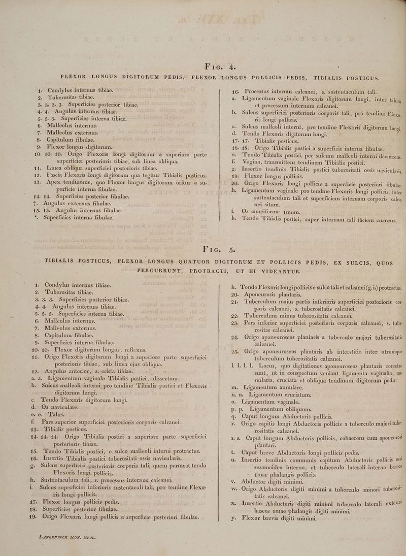 FLEXOR LONGUS DIGITORUM PEDIS; 1. Condylus internus tibiae. 2. '[uberositas tibiae. 3. 3. 8. 9. Superhcies posterior tibiae. 4. 4. Angulus internus tibiae. 5. 5. 5. Superficies interna tibiae, 6. Malleolus internus. 7. Mllleolus externus. 8. Capitulum fibulae. 9. Flexor longus digitorum. 10. 10. 10. Origo Flexor longi digitorum à superiore parte | superficiei posterioris TU cus linea. obliqua. 11. Laiuea obliqua superficiei posterioris tibiae. 12. Fascia F'lexoris longi digitorum qua tegitur 'libialis posticus. 13. Apex tendinosus, quo Elsa longus. digitorum orilur a su- perficie interna fibulae. |. Angulus externus fibulae. 15. 15. Angulus internus fibulae. *. Superficies interna fibulae. inttt n inm rs TIDIALIS. POSTICUS. 16. Processus internus calcanei, s. sustentaculum tali. a. Lagamentum vaginale Flexoris digitorum longi, inter talum et processum internum calcanei. b. Sulcus superficiei posterioris corporis tali, pro teudine leds ris longi pollicis. c. Sulcus malleoli interni, pro tendine Flexoris digitorum longi, d. 'lendo Flexoris digitorum longi. 17. 17. 'Libialhs posticus. 18. 18. Origo 'l'ibialis postici. a superficie interna fibulae. e. 'lendo 'Tibialis postict, per sulcum malleoli interni decurrens, f. Vagina, transmittens tendinem Tibialis postici. 19. F lexor longus pollicis. 20. Origo Flexoris longi pollicis a superficie posteriori fibulae, h. Ligamentum Vise pro tendine F'lexoris longi pollicis, Inter - Susie tieni tali et sperem internam corporis calca. nei situm. 1 Os cuneiforme (mum. Irc m TIBIALIS POSTICUS, FLEXOR LONGUS QUATUOR DIGITORUM ET POLLICIS PEDIS, EX SULCIS, QUOS UT HI PERCURRUNT, PROTRACTI, 1. Condylus internus tibiae. 2. 'luberositas tibiae. 3. 3. 3. Superficies posterior tibiae. | j 4. 4. Angulus internus tibiae. Ls | 5. 5. 5. Superficies interna been 6. Malleolus internus. 7. Mlalleolus externus. 8. Capitulum fibulae. 9. Superficies interna fibulae. 10. 10. Flexor digitorum longus, reflexus. 11. Origo Flexoris digitorum longi a superiore parte superficiei posterioris tibiae, sub lica ejus obliqua. 12. Angulus anterior, s. crista tibiae. 2.- 3. Ligamentum diria: ''ibialis postici,: dissectum. digitorum longi. c lendo Flexoris d un longi. d. Os naviculare. e.e€. 'Ialus. f. Pars superior superficiel posterioris corporis calcanei. 13. 'Pibials posticus. | 14. 14. 14. Origo 'libialis postic a superiore parte superficiei posterioris tibiae. 15. 'lendo 'Tibialis postici, e sulco malleoli interni protractus. 16. Insettio 'libialis postici tuberositati ossis navicularis. Flexoris longi pollicis, h. Sustentaculum tah, s. processus internus calcanei. i Sulcus superficiei inferioris sustentaculi tali, pro tendine Flexo- | . ris lougi pollicis. 17. Flexor deste pollicis pedis. 18. Superficies posterior fibulae. 19. Origo Flexoris longi pollicis a superficie posteriori fibulae. ILANGENBECK ICON. MYOL. RS VIDEANTUR. kh. ''endo Flexorislongi pollicise sulco tali et calcanei(g.i ) protractus. 20. Aponeurosis plantaris. 21. Tuberculum majus partis inferioris superficiei ose on COI- . . poris calcanei, s. tuberositatis calcanei. 22. 'luberculum minus tuberositatis calcanei. 23. Pars inferior superficiei posterioris corporis calcanei, s. tube rositas calcauei. | 24. Origo aponeuroseos plantaris a tuberculo majori tuberositalis calcanei. 25. Origo aponeuroseos plantaris ab interstitio inter utrumque Mel eculi tuberositatis calcanei. ] l1 1. Locos, quo digitationes aponeuroseos plantaris reseclae sunt, ut in conspectum veniant ligamenta vaginalia, am nuularia, cruciata et obliqua tendinum digitorum pedis. m. Lagamentum annulare, IL 1h Ligamentum cruciatum. 0. Ligamentum vaginale. p. p Ligamentum obliquum. ^ q. Caput longum Abductoris pollicis. r. Origo capitis longi Abductoris pollicis a tuberculo majort T. rositalis. calcanei. Caput longum Abductoris pollicis, cohaerens cum aponeurosi plantar. t Caput breve Abductoris longi pollicis pedis. $. $. | Sesamoideo interno, et tuberculo laterali interno baseos | 1mae phalangis pollicis w.- Origo Ahductoris digiti minimi a tuberculo minori tuberosi- tatis calcanei. : | X. lnusertio Abductoris digiti minimi tuberculo laterali exter baseos 1mae phalangis digiti minimi, y. Flexor brevis digiti minimi,