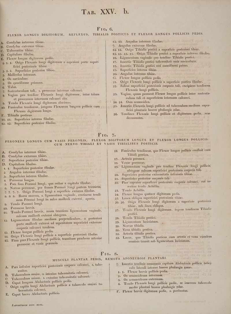 Tan XAY. B. Fic. 6. J»FLEXOR LONGUS DIGITORUM, REFLEXUS, TIBIALIS POSTICUS ET FLEXOR LONGUS POLLICIS PEDIS. Condslus internus tibiae. - | | 13. 13. Angulus internus fibulae. A p. Condylus externus tibiae. | I. Angulus externus fibulae. €. 'Tuberositas tibiae. 14. 14. Origo 'Tibialis posüci a. superficie posteriori tibiae. D. Capitulum fibulae. 15. 15. 15. 15. Origo. Tibialis postici a superficie interna. fibula. E. Flexor longus digitorum pedis. 16. Ligamentum vaginale pro tendine Tibialis postici. 4.1. 14. Origo Flexoris longi digitorum a superiori parte super- 17. insertio ibialis postici tuberositati ossis navicularis. E. ficiei posterioris tibiae. : —.. 18. lusertio 'libialis postici ossi cuneiformi primo. E. 2. 7. Superficies posterior tibiae. 19. Superficies interna tibiae. 3. Malleolus internus. . | | | 20. Angulus internus tibiae. Eu c0s naviculare. 3. Flexor longus pollicis pedis. . MAPA | 5. Os cuneiforme primum. 21. Origo Flexoris longi pollicis a superficie postica fibulae. 6. 'lalus. ise | | 22. Sulcus superficiei posterioris corporis tali, excipiens tendinem ET Sustentaculum tali, s. processus internus calcanei. E Flexoris longi pollicis. bd 78. Vagina pro tendine Flexoris longi digitorum, inter talum 23. Vagina, quam permeat Flexor longus pollicis inter. sustenta- et processum internum calcanuei sita. culum tali et superficiem internam calcanei. 24. 24. Ossa sesamoidea. 25. Insertio Flexoris longi pollicis ad tuberculum medium super- ficiet plantaris baseos phalangis 2dae. 26. Tendines Flexoris longi pollicis et. digitorum pedis, |. sese decussantes. | ; 9. 'lendo Flexoris longi digitorum abscissus. (10. Funiculus tendineus, jungens Flexorem longum pollicis cum Flexore digitorum longo. .F. Tibialis posticus. 41. 11. Superficies interna fibulae.- 12. 12. Superficies posterior fibulae. Fic X PERONEUS LONGUS CUM VASIS PERONEIS, FLEXOR DIGITORUM LONGUS ET FLEXOR LONGUS POLLICIS | | CUM NERVO TIBIALI ET VASIS TIBIALIDUS POSTICIS. | AA. Condylus internus tibiae. | 16. Fasciculus tendineus, quo Flexor lougus pollicis confluit cum .B. Condylus externus tibiae. Tibiali postico. C. Superficies posterior tibiae. 17. Arteria peronea. .D. Capitulum fibulae. 18. Venae peroneae. | | hrs. —- 4.4. Superficies posterior fibulae.- 19. Ligamentum vaginale pro- tendine Flexoris longi pollicis, - 9. Angulus internus fibulae. | . obtegens sulcum superficiei posterioris corporis tali. 3. Superficies interna fibulae. 20. Superficies posterior extremitatis inferioris tibiae, 4. Peroneus longus. | 2s Superficies posterior corporis tali. | 5. Pars fissa Peronei longi, qua oritur a capitulo fibulae. 29. Pars superior superficiei posterioris corporis calcanet, cur im- 6. Nervus peroneus, per fissam Peronei longi partem transiens. seritur tendo Achillis. 7. T. 7. 7. Origo Peronel longi a superficie externa fibulae. 25, 'Pendo Achillis. 8$. 8. 8. Bursa mucosa, s. ligamentum vaginale, contineus tendi- 24. Flexor longus quatuor digitorum pedis. nem Péronei longi in sulco malleoli externi, aperta. 25. Linea obliqua superficiei posterioris tibiae. 9. Tendo Peronei longi. 26. 26. Origo Flexoris longi digitorum a superficie posteriori - 40. Peroneus brevis. - tibiae, sub linea obliqua. | ed 41. 'Fendo Peronei brevis, suum transiens ligamentum vaginale, |. 27. 'FPendo Flexoris longi digitorum, tegens tendinem Tibialis suleum malleoli externi obtegens. . postici. | | 12. Làigamentum f&amp;bulae medium perpendiculare, a posteriori 28. Tendo Tibialis postici. parte malleoli externi ad asperitatem superficiei externae 29. Ligamentum laciniatum. - corporis caleanei tendens. 30. Nervus übialis. 13. Flexor longus pollicis pedis. 31. Vena übialis postica. . 14. Origo Flexoris longi pollicis a superficie posteriori fibulae. 329. Arteria tibialis postica, i | 45. Fissa pars Flexoris longi pollicis, transitum praebens arteriae 33. Locus, quo Tibialis posticus cum arteria et vena ejusdem peroneae et venis peroneis. | | nominis transit sub ligamentum lacinatum. Pr. &amp;. MUSCULI PLANTAE PEDIS, REMOTA APONEUROSI PLANTARI. | D^ à 2 x. is |. S : tio tendinis € nis capitum Abductoris pollicis tuber- Pars inferior superficiei posterioris corporis calcanei, s. tube | [. Winsertio te d ;, comm p ju ctoris. pollicis L culo laterali interno baseos phalangis 4mae. e rositas. 355 : à oaa di B. 'Duberculum majus; s. interius tuberositatis calcaner. 1. 14. Flexor brevis pollicis pedisaoseoq ioi | C. 'Paberculum minus, $. exterius tuberositatis calcanet. 9. Os sesamoideum 1nternum. D. Caput longum Abductoris pollicis pedis. 3. Os sesamoideum externum, ; | | * Orizo capitis longi Abductoris pollicis a tuberculo majori tu- 4. 'Eendo Flexoris longi pollicis pedis, se inuseréns tuberculo 25 Eris ard calcanei | medio plantari baseos phalangis 2dae. E. Caput breve Abductoris pollicis. TC HE $RIE] F. Flexor brevis digitorum pedis, s. perforatus.