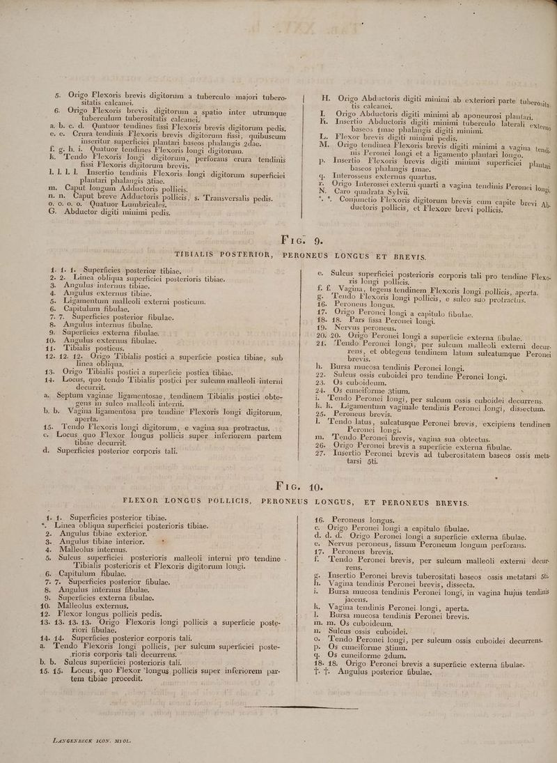 sitatis calcanei. 6. Orngo Flexoris brevis digitorum a spatio inter utrumque tuberculum tuberositatis calcanei. a. b. c. d... Quatuor tendines fissi Flexoris brevis digitorum pedis. e. e. Crura tendinis Flexoris brevis digitorum fissi, quibuscum inseritur superficiei plantari baseos phalangis 2dae. f. g. h. 1. Quatuor tendines Flexoris longi digitorum. | kh. 'Pl'endo Flexoris longi digitorum, perforans crura tendinis fissi Flexoris digitorum brevis. 1l. 11. Ll Iusertio tendinis Flexoris longi digitorum superficiei plantari phalangis 3tiae. Caput longum Adductoris pollicis. n. Caput breve Adductoris pollicis, s. l'ransversalis pedis. 0. 0. o. Quatuor Lunmbxricales. m. n. 0. G. Abductor digiü. minimi pedis. H. Ongo Abductoris digiti minimi ab exteriori parte tubero;i tis calcanet. E LI Orngo Abductoris digiti minimi ab aponeurosi plantar, h. Inserüo Abductoris digiti minimi tuüberculo laterali eXtey baseos 1mae phalangis digiti minimi. i L. Flexor brevis digiti minimi pedis. | | M. Origo tendinea Flexoris brevis digi: minimi a vagina tendi unis Peronei longi et a ligamento plantari longo. 3 p. Inserüio Flexoris brevis digiti minimi superficiel planta; baseos phalangis 4mae. | q. Interosseus externus quartus. r. Origo Interossei externi quarti a vagina tendinis Peronei lon; N. Caro quadrata Sylvii. : / 2 ^ *. Cenjunctio F'lexoris digitorum brevis cum capite brevi Ap. ductoris pollicis, et Flexore brevi pollicis. . 1. 4. Superficies posterior tibiae. . 2... Linea obliqua superficiei posterioris tibiae. Angulus internus tibiac. | Anculus externus tibiae. Ligamentum malleoli externi posticum. Capitulum fibulae. . 7. Superficies posterior fibulae. Angulus internus fibulae. Superficies externa fibulae. 10. Angulus externus fibulae. 23 | | 11. 'Libiis posticus. » 12. 12. 12. Origo 'l'ibialis postici a superficie postca tibiae, sub linea obliqua. | | F 13. Origo Tibialis postcia superficie postica tibiae. 14. Locus, quo tendo 'l'ibialis postici per sulcum malleoli interni decurrit. | Ópoton S6: V a. Septum vaginae ligamentosae, tendiuem Tibialis postici obte- gens in sulco malleoh interni. ; 3p Mg. b. b. Vagina hgamentosa pro tendiue Flexoris longi digitorum, aperta. | | 15. lendo Flexoris longi digitorum, e vagina sua. protractus. c. Locus quo Flexor longus pollicis super inferiorem partem tibiae decurrit. | | d. Superficies posterior corporis tali. A ote oouoo RC e TUE e pov renes ce eo eer sedietmeeseenmemUEERRC EUR E EE DU E e. Sulcus superficiei posterioris corporis tali pro tendine Flexo. . u$ longi pollicis - g.. endo Flexoris longi pollicis, e sulco suo protractlis. 16. Peroneus longus. | | 17. Orngo Peronei longi a capitulo fibulae. 18. 18. Pars fissa Peronei longi. 19. Nervus peroneus. 20. 20. Ongo Peronei longi a superficie externa fibulae. 21. 'Llendo Peronei longi, per sulecum malleolhi externi decur. ren$, et obtegens tendinem latum sulcatumque Peronei brevis. | | h. Bursa mucosa tendinis Peronei longi. 22. Sulcus ossis cuboidei pro tendine Peronei longi. 23. Os cuboideum. 24. .Os cuneiforme 3tium, | j i. endo Peronei longi, per sulcum ossis cuboidei decurrens. kh. kh. Ligamentum vaginale tendinis Peronei longi, dissectum. 25. Peroneus brevis. |. 'lendo latus, sulcatusque Peronei brevis, excipiens tendinem Peronei longi. 9 en m. 'l'endo Peronei brevis, vagina suà obtectus. 26. . Origo Peronei brevis a superficie externa fibulae. 27. lusertio Peronei brevis ad tuberositatem baseos ossis meta: tarsr 5ti. 1. 14. Superficies posterior tibiae. j *. Linea obliqua superficiei posterioris tibiae. 2. Angulus tibiae exterior. 3. Angulus tibiae interior. ^ * 4. Mllleolus internus. : : Tibialis posterioris et Flexoris digitorum longi. 6. Capitulum fibulae. Tess 7. 7. Superficies posterior fibulae. 8. Angulus internus fibulae. 9. Superficies externa fibulae. 10. Malleolus externus. 12. llexor longus pollicis pedis. — x D 13. 13. 13. 13. Origo Flexoris longi pollicis a superficie poste- riori fibulae. | 14. 14. Superficies posterior corporis tali. TUN a. endo Flexoris longi pollicis, per sulcum superficiei poste- rioris corporis tali decurrens. ' b. b. Sulcus superficiei posterioris tali. JOato 15. 15. Locus, quo Flexor longus pollicis super inferiorem par- tem tibiae procedit. x LANGENBECK 1CON. MYOL. c. Origo Peronei longi a capitulo fibulae. d. d. d. Origo Peronei longi a superficie externa fibulae. . MNervus peroneus, fissum Peroneum longum perforans. 17. Peroneus brevis. f. 'lendo Peronei brevis, per sulcum malleoli externi decur rens. | A g. lnusertio Peronei brevis tuberositati baseos ossis metatarsi 5li h. Vagina tendinis Peronei brevis, dissecta. fuites Es 1 — Dursa mucosa tendinis Peronei longi, in vagina hujus tendiuis jacens. h. Vagina tendinis Peronei longi, aperta. l. | Bursa mucosa tendinis Peronei brevis. m. m. Os cuboideum. n. Sulcus ossis cuboidei. 9. endo Peronei longi, per sulcum ossis cuboidei decurrens. p. Os cuneiforme 3tium. q. Os cuneiforme 2dum. | 18. 18. Origo Peronei brevis a superficie externa fibulae. T. T- Angulus posterior fibulae.