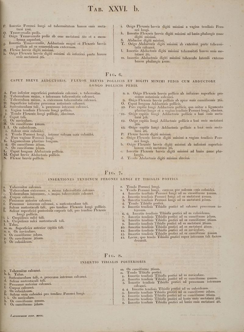 EP. Iuserüo. Peronei longi ad tuberositatem baseos ossis meta- L larsi 1i. -Q. 'Fransversalis pedis. 4. Orngo Aransversalis pedis ab .osse metatarsi 5to et a mem- bs brana capsulari. zs n Iusertio l'ransversalis, Adductoris maegni et Flexoris brevis E. pollicis ad. 0s sesamoideum externum. | R. Flexor brevis digiti minimi. h. Origo Flexoris brevis digiti minimi ab inferiori parte baseos br ossis imnetatarsi 5ti. m3 i Orngo Flexori brevis digiti minimi a vagina tendinis Pero- nei longi. | kh. Iusertio Flexoris brevis digiti minimi ad basin phalangis 1mae x digiti minumli. | S. AAbductor digiti minimi. | | u. Origo Abductoris digiti minimi ab exteriori parte tuberosi- tatis calcanei. |l. Insertio Abductoris digi miuimi tuüberositati baseos ossis me- tatarsi 5t. m. Inserlio. Abductoris digiti minimi tuberculo laterali externo | baseos phalangis 4mae. | y LONGO POLLICIS. PEDIS. E A. Pars inferior superhciei posterioris calcanei 5. tuberositas. | 8. 8. Origo Flexoris brevis pollicis ab. inferiore superficie pro- -B. 'luberculum majus, s internum tuberositatis calcanei. [ cessus anterioris calcanei. rr Pi C. Tuberculum minus, s. externum tuberositatis calcanei. 9. Origo Flexoris brevis pollicis ab apice ossis cuneiformis 3ui. PD. Superficies inferior processus anterioris caleanei. O. Caput longum Adductoris pollicis. | 22 Sustentaculum tali, s. processus internus calcanei. 10. Pars capiüs longi Adductoris pollicis, qua oritur a. lhigamento . Vagina tendinis F'lexoris longi pollicis. plantarlongo et a vagina tendinis Peronei longi, abscissa. . Tendo llexoris longi pollicis, .abscissus. ^11. Origo capitis longi Adductoris pollicis a basi ossis meta- | E. Caput tah. larsi 2di. | | L6. Os naviculare. — | 12. Origo capitis longi Adductoris pollicis a basi ossis metatarsi ET. Os cuneiforme 1mum. 3t. | E I.L Os cuboideum. 13. Origo capitis longi. Adductoris pollicis a basr ossis meta- | 3. sulcus ossis cuboidei. tarsi 4ti. | -.4. 'lendo Peronei longi, intrans sulcum ossis cuboidet. P. Flexor brevis digiü minimi. t 5. Pars vaginae Peronei longi. a. Origo Flexoris brevis digit minimi a vagina tendinis Pero- |j BR. Ligamentum plantare longum. nei longi. 1 | | P 6. Os cuneiforme 3tium. b. Origo Flexoris brevis digi minimi ab inferior superficie E 7. Os cuneiforme 2dum. | | baseos ossis metatarsl 5t. : | EL. Caput longum Abductoris polhcis. | c. Insertüio Flexoxis brevis digiü minimi ad basin 4mae pha- LM. Caput breve Abductoris pollicis. langis. | | .N. Flexor brevis pollicis. | d. 'Peudo Abductors digiü minimi abscissi. a 'luberositas calcanei. b. 'Puberculum externum, s. minus tuberositatis calcanet. c. 'luberculum internum, s. majus tuberositatis calcanei. d. Corpus calcanei. | fe. Processus anterior calcanei. Ff Procesus internus calcanei, s. sustentaculum tali. Lg. Sulcus sustentaculi tali, pro tendine Flexoris longi pollicis. L 3 Sulcus superficiei posterioris corporis tali, pro tendine F'lexoris E longi pollicis. | ! ^L 1 Crepidines sulci tali. | kh. Crepidines sulci sustentacuh tah. EL Talus - m.m. Superficies anterior capitis tali. Zn. n. Os naviculare. .9. Os cuneiforme 2dum. -. Os cuneiforme 3tum. Os cuboideum. / INSERTIO E N —&amp;. Tuberositas calcanei. Eb b 'Lalus. et fa - € Sustentaculum tali, s. processus internus calcaner. - d, Sulcus sustentaculi tal. - € Processus anterior calcanei. E b Corpus calcanei. € Os cuboideum. LANGENBECK ICON. MYOL. r. 'lendo Peronei longi. s. 'lendo Peronei longi, currens, per sulcum ossis cuboidoi. 1. Llusertio tendinis Peronei longi ad os cuneiforme fimum. 2. Insert tendinis Peronei longi ad os metlatarsi £muum. 3. Insertio tendinis Peronei longi ad os metatarsi 2dum. 4. 'lendo 'Tibiahs postici. | 5. Iusertio tendinis 'Pibialis posüci ad calcanei processum 1in- ternum. 6. 6. Inusertio tendinis 'Tibialis postici ad. os cuboideum. 7. Insertio tendinis 'libialis postici ad 0s cuneiforme 2dum. S. Insertio tendinis 'libialis postici ad os cuneiforme 3tium. 9. Inusertio tendinis Tibialis postici ad os metatars 3tium. 10. Insertio tendinis 'Tibialis postici ad. os metatarsi 4tum. 11. Insertio tendinis 'libialis postici ad os navicularc. 129. Insertio tendinis Tibialis postici ad. os cuneiforme 1mumnr. 13. Locus, quo tendo 'Tibialis postici super 1nternam tali faciem decurrit. | S. m. Os cuneiforme 3tium. n. 'lendo 'Tibialis postici. »- As | Insertio tendinis 'l'ibialis postici ad os naviculare.  Inusertio tendinis 'Tibialis postici ad os cuneiforme 1mum. 3. Inusertio tendinis 'Tibialis postici ad processum ' internum | calcanet. 4. 4. lusertio tendinis 'libialis postici ad os cuboideum. 5. Insertio tendinis 'Tibials postici ad os cuneiforme 2dum. Ínsertio tendinis 'Fibialis postici ad os cuneiforme 3tium. : Ínsertio tendinis 'Fibialis postici ad basin ossis metatarsi 3tu. Iusertio tendinis Tibiahs posüci ad basin ossis metatarsi Ati. Qo o BONNET uro DER