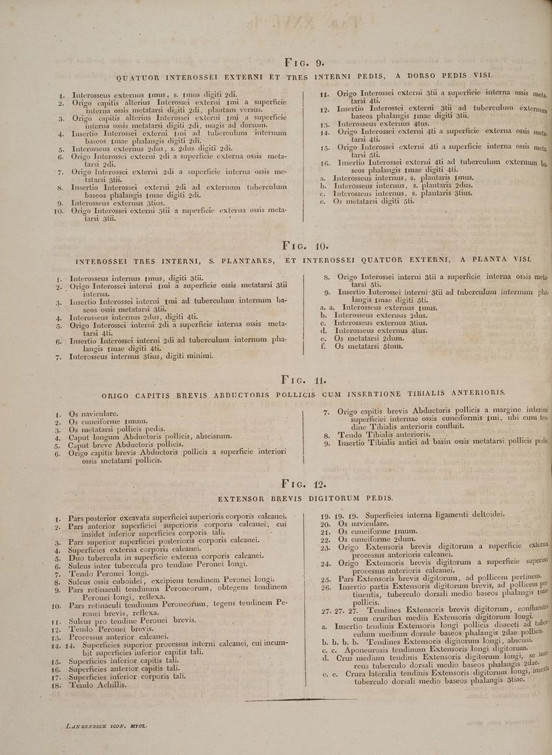* B CDS c O1 Interosseus externus imus, s. fmus digiti 2di. Origo capitis alterius Inlerossei externi £mi a superhcie interna ossis metatarsi disiü 2di, plantam versus. Origo capitis alterius Interossei externi 4mj a superficie interna ossis metalarsi digiti 2di, magis ad dorsum.- Insertio Interossei externi 1mi ad tuberculum baseos 1mae phalangis digiti 2 di. Interosseus externus 2dus, s. 2dus. digiti 2di. Origo Interossei externi 2di a superficie externa OSsiIS meta- larsi 2di. : Origo Interossei extern 2di a superhceie interna ossis me- tatarsi 3t. | Insertio Interossei externü 2di ad externum tubercalum . baseos phalangis 1mae digiü 2di. ÍInterosseus externus 3lius. Origo Interossei externi 3tü a superficie externa ossis meta- tarsi 3lu. : Interosseus internus 1mus, digiti 3tu. interna. . | lusertio Ínterossei interni £mi ad tuberculum internum ba- seos ossis metatarsi 3lii. Interosseus internus 2dus, digiti 4t. Origo Interossei interni 2di à superficie niterna OSSsIS . meta- .cLarsi 4i | lusertio Interossei interni 2di ad tuberculum internum pha- langis 1mae digiti 4t. | Interosseus internus 3tus, digiti minimi. Meere tee a ires. areae Br Os naviculare. : Os cuneiforme 1mum. Os metatarsi pollicis pedis. Caput longum Abductoris pollicis, abscissum. Caput breve Abductoris pollicis. Origo capitis brevis Abductoris pollicis a superficie interiori ossis metatarsi pollicis. EXTENSOR Pars posterior excavata superficiei superioris corporis calcamei. Pars anterior superficiei superioris corporis calcanei, cui insidet inferior superficies corporis. tali | - Pars superior superficiei posterioris corporis calcanei. Superficies externa corporis calcanei. Duo tubercula in superficie externa corporis calcanei. 'lendo Peronei longi. Sulcus ossis cuboidei, excipiens tendinem F'eronei longi. Peronei longi, reflexa. Pars retinaculi tendinum Peroneorfum, tegens tendinem P'e- ronei brevis, reflexa. | ! Sulcus pro tendine Peronei brevis. 'leundo Peronei brevis. Processus anterior calcanei. 14. Superficies superior processus interni calcanej, cui incum- bit superficies inferior capitis tali. Superficies inferior capitis tali. Superficies anterior capitis tali. Superficies inferior corporis tali. 'leundo Achillis. A DORSO PEDIS VISI 11. Origo Interossei externi 3üi a superficie imiterna ossis mela tarsi 4t. — A - oikrenl 1d 19. Insertio Interossei extermi 3ti ad tuberculum exten, baseos phalangis 1mae digiti 3tii. Qa 13. lnterosseus externus 4tus. | 14. Origo Interossei externi 4li a superficie externa Ossis met, | tarsi 4l | 15. Origo Interossei externi 4tü a superficie interna ossis tela tarsi 5ü. - lnsertio Interossei externi 4t ad Seos phalangis imae digiti 4ü. a. lnterosseus internus, s. plantaris 1mus. b. Interosseus internus, s. plantaris 2dus. tuberculum externum |y, S. Origo Interossei interni 3tii a superficie interna ossis mel; tarsi 5ti. 9. Insertio Interossei interni-3tii ad tuberculum internum pha. langis 1mae digiti 5ti. a. a. lnterosseus externus 4mus. b. Interosseus externus 2dus. c. lnterosseus externus 3tius. d. Ilnuterosseus externus 4tus. e. Os metatarsi 2dum. f. Os metatarsi 5tum, 7. Origo capitis brevis Abductoris pollicis a. margime imferion superficiei internae ossis cuneiformis £mi, ubi cum ten dine 'Tibialis anterioris coníluit. 8. 'lendo 'Tibialis anterioris. 3 9. Iusertio Tibialis antici ad basin ossis metatars! pollicis pedis. | PEDIS. 19. 19. Superficies interna ligamenti deltoidei. 19. 20. Os naviculare. 21. Os cuneiforme 1mum. 29. Os cuneiforme 2dum. B: 23. Origo Extensoris brevis digitorum a superficie externa processus anterioris calcanei. | P 24. Origo Extensoris brevis digitorum a superficie supeno- processus anterioris calcanei. 25. Pars Extensoris brevis digitorum, ad pollicem pertinens 26. lusertio partis Extensoris digitorum brevis, ad. pollicem pe - tinentis, tuberculo dorsali medio baseos phalangis 1 . pollicis. | | 27. 97. 97. 'Eendines Extensoris brevis digitorum, confluent? cum cruribus mediis Extensoris digitorum longi a. Insertio tendinis Extensoris longi pollicis dissecti ad tuber | culum medium dorsale baseos phalangis 2dae pollicis. b. b. b. b. T'endines Extensoris digitorum longi, abscissi. c. c. Aponeurosis tendinum Extensoris longi digitorum. - se 1l rens tuberculo dorsali medio baseos phalangis 2dae. e. e. Crura lateralia tendinis Extensoris digitorum longt, inserta tuberculo dorsali medio baseos phalangis 3tae.