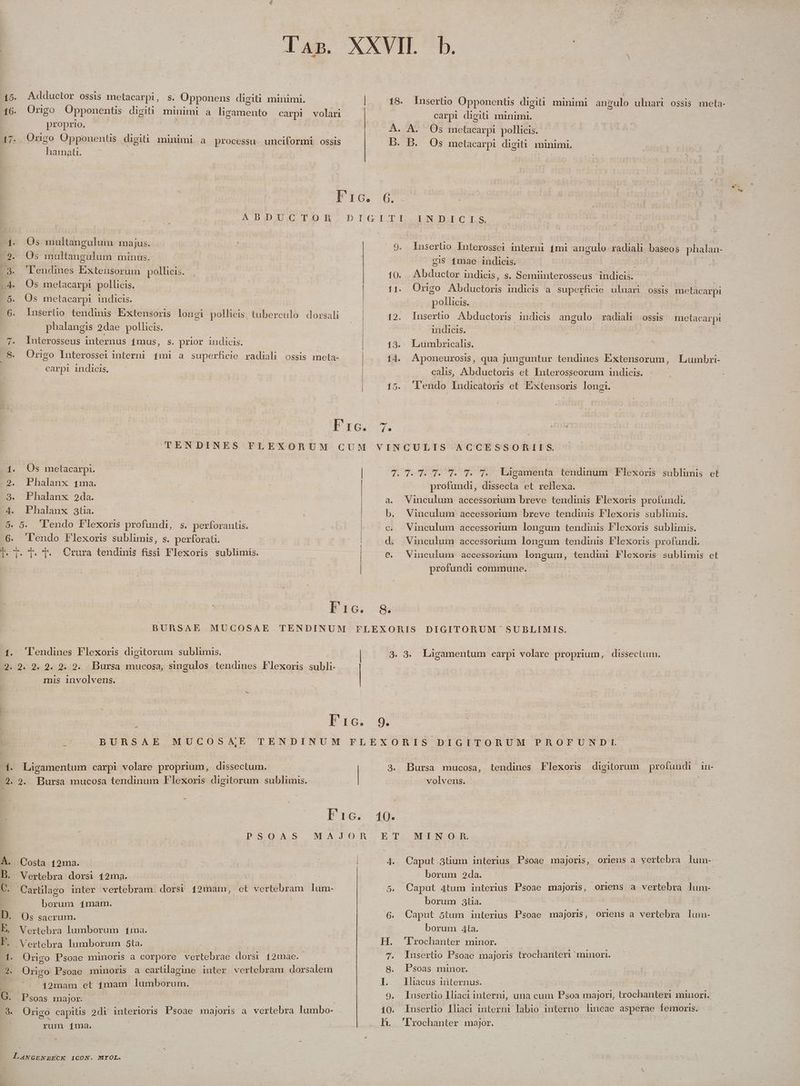 EOD DP wetii e D os 15. Adductor ossis metacarpi, s. Opponens digiti minimi. | 18. Insertio Üpponents digiti minimi angulo ulnari ossis meta- 16. Origo Üpponentis digiti minimi a prx carpi volari carpi digiti minimi. proprio. its A. A. Os metacarpi pollicis. 17. ads Opponentis digiti munimr a processu unciformi ossis D. B. Os melacarpi digiti minimi, | 1amati. | | Pie. 6. A DID UGCTOH.DIGIII.INIGICIS, Locy 13. Lumbricalis. | ; 14. Aponeurosis, qua junguntur tendines Extensorum, Lumbri- calis, Abductoris et Interosseorum indicis. 15. 'lendo Iudicatoris et Exxtensoris longi. Interosseus internus f£mus, s. prior indicis. 8. Origo Interossei interni 1mi a superficie radiali ossis meta- carpi indicis, Os multangulum majus. | 9. luserüo Interossei interni mi angulo radiali Dacos phalan- (2. 0s multangulum minus. gi$ 1mae indicis. 3. Llendines Extensorum pollicis. , | 10. Abductor indicis, s. Semiinterosseus indicis. .4. Os metacarpi pollicis. 11. Origo Ab m toc indicis a superficie uluari ossis moetacarpi - 6. Os metacarpi indicis. Med : Es 3 CE ' E - V ERA. S | : * VN . . . . 6. Inserlio tendinis Exxtensoris longi pollicis, tuberculo. dorsali 12. Insertüio Abductoris indicis angulo radiali ossis metacarpi phalangis 2dae pollicis. | indicis. | | | i PP. TENDINES FLEXORUM GUM VINCULIS ACCESSORIIS. Os metacarpi. Phalanx 1ma. Phalanx 2da. 1 7. T. T. T. T. 7. 7T. Làgamenta tendinum Flexoris sublimis et 2 , Ó ES. Phalanx 3ta. s) 6 profundi, dissecta et reflexa. a. Vinculum accessorium breve tendinis Flexoris profundi. b. Vinculum accessorium breve tendinis Flexoris sublimis. Vinculum accessorium longum tendinis Flexoris sublimis. Vinculum accessorium longum tendiuis F'lexoris profundi. C. Vinculum. accessorium dacini- tendini FPlexoris sublimis et profundi commune. l'endo Flexoris profundi, s. perforantis. lendo Flexoris sublimis, s. perforati. T. r. T. T. Crura tendinis fissi Flexoris sublimis. 62. s E Pic. & BURSAE MUCOSAE TENDINUM FLEXORIS DIGITORUM SUBLIMIS. 1. 'lendines Flexoris digitorum sublimis, 3. 3. Ligamentum carpi volare proprium, dissectuum. .9. 9. 2. 29. 2. 2. Bursa mucosa, singulos tendines Flexoris subli- mis involvens. | Eie 8 BURSAE MUCOSAE TENDINUM FLEXORIS DIGITORUM PROFUNDI HEP . Ligamentum carpi volare proprium, dissectum. 3. Bursa mucosa, tendines Flexor digitorum profundi i- 29. 9. Bursa mucosa tendinum Flexoris digitorum. sublimis. volvens. - 1 Pic. 190. PSOAS MAJOR E T MIN O R. | 4. Caput 3tum interius Psoae majoris, oriens a vertebra lum- borum 24da. Caput 4tum interius Psoae majoris, oriens a vertebra lum- borum 53tia. 6. Caput 5tum interius Psoae majori, oriens a vertebra lum- borum Ata. H. 'Prochanter minor. 7. 8 ÁÀ. Costa 12ma. Vertebra dorsi 12ma. : Carülago inter vertebram. dorsi 12mam, et vertebram lum- 5. borum 1mam. D. Os sacrum. E. Vertebra lumborum 1ma. F. Vertebra lumborum 5ta. 1. Origo Psoae minoris a corpore vertebrae dorsi 121àe. 3. Cuiais Psoae minoris a carülagine inter vertebram dorsalem 12mam et imam Bistibdeign: (2 E Insertio Psoae majoris trochanteri minori. Psoas minor. I. lliacus internus. C rio liaci interni icul majori, trochanteri minori. B boa major. 9. Iusertio lliaci interni, una cum Psoa majori, 3. Origo capitis 2di interioris Psoae majoris a vertebra lumbo- 10. Iusertio lliaci interni labio interno lineae asperae femoris. | TOSO | rum 1ma. t CTrochanter major.
