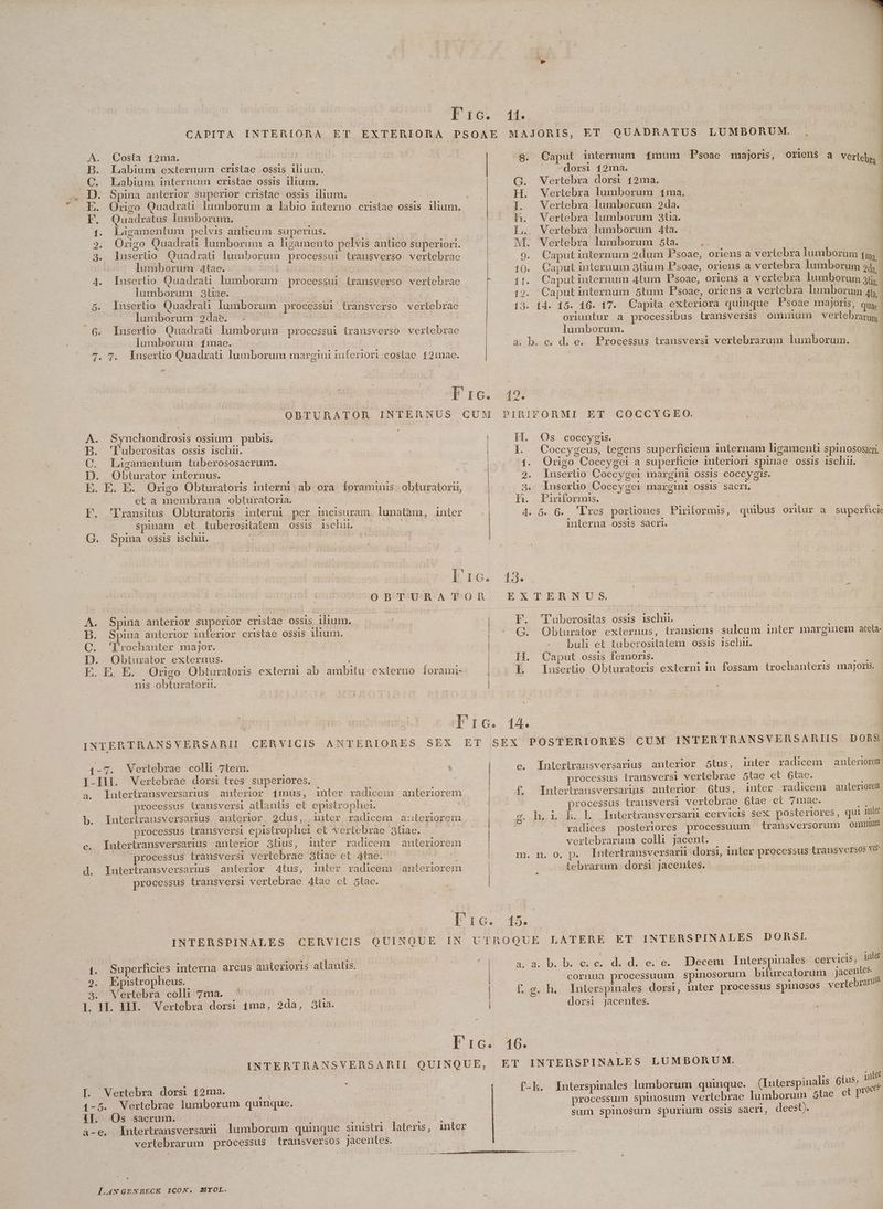 € v CAPITA INTERIORA ET EXTERIORA PSOAE MAJORIS, ET QUADRATUS LUMBORU M. A. Costa 12ma. | 8. Caput internum 1mum Psoae majoris, oriens a verlg,, | B. Labium externum cristae ossis ilium. ^ -dors 12ma. TUN C. Labium internum cristae ossis ilium. | | | QG. WVertebra dorsi 12ma. D. Spina anterior superior cristae ossis ilium. | e H. Vertebra lumborum 1ma.. E. Origo Quadrati lumborum a labio interno cristae ossis ilium. — — I. . Vertebra lumborum 24da. | FE. Quadratus lumborum. h. Vertebra lumborum 3tia. P 1. Ligamentum pelvis anticum superius. L. Vertebra lumborum Ata. 2. Origo Quadrati lumborum a ligamento pelvis antico superiori. M. Vertebra lumborum 5ta. 3. lusertio Quadrat lumborum processui transverso vertebrae | 9. Caputinternum 2dum f'soae, oriens a vertebra lumborum tg, | | lumborum 4tae. lk nup e aec : 10. Caput internum 3tium P'soae, oriens a vertebra lumborum 3 4. Insertio Quadrati lumborum processui transverso vertebrae 1t. Caputinternum 4tum Psoae, oriens a vertebra lumborum alis | lumborum 3uae. pA | 12. Caputinternum 5tum FP'soae, oriens a vertebra lumborum h. 5. Insertio Quadrat lumborum processui transverso vertebrae —— 13. 14. 15. 16. 17. Capita exteriora quinque Psoae majoris, N lumborum 2dae. | oriuntur a processibus transversis omuuum vertebra 6. Insertüo Quadrati lumborum processui trausverso vertebrae lümborum. | : lumborum 1mae. ET bd | 3. b. c. d. e. Processus transversi vertebrarum lumborum. 7. 7. lnsertio Quadrati lumborum margini inferiori costae. 12mae. | | — - dro. 49. OBTUBATOR INTEANUS CUM PIRIFOAMI ET COCCYGEO. ! H. Os coccygis. 1. Coccygeus, tegens superficiem internam higamentü spinososacr, 1. Origo Coccygei a superficie interiori spinae ossis ischi. 2. Iusertio Coccygei marginl ossis coccygis. 3. Insertio Coccygei margini ossis sacri, h. Piriformis. 4. 5. 6. 'lres portiones Piriformis, quibus oritur a superfici inlerna ossis sacri. | | A. Synchondrosis ossium pubis. B. 'luberositas ossis ischn. C. Ligamentum tuberososacrum. D. Obturator mternus. | | E. E. E. Origo Obturatoris interni ab ora foraminis: obturatorii, et a membrana. obturatoria. | EF. 'FEransitus Obturatoris interni per incisuram. lunatàm, anter spinam et tuberositatem ossis ischu. | G. Spina ossis ischu. T € — — pass Ad »- hoe 13 O B T'URA TTOR. | EXTERNUS ?. 'Puberositas ossis ischii. - ^ Q. Obturator externus, transiens sulcum inler marginem aceta- -- buli et taberositatem ossis 1schir. H. (Caput osusg tobgoris. — —— L Iusertio Obturatoris externi in fossam trochanteris majons A. Spina anterior superior cristae ossis ilium. B. Spina anterior inferior cristae ossis ilium. C. 'Prochanter major. A Res D. Obtuzator externus. | ; E. E. E. Origo Obturatoris extern ab ambitu externo Íforami- -. mis obturatorit. p 1 ILE UT ———Ó | EFri:c. 14. INTERTRANSVERSARII CERVICIS ANTERIORES SEX ET SEX POSTERIORES CUM INTERTRANSVERSARIIS DORSI 1-7. Wertebrae coll 7tem. | | e, Intertransversarius anterior 5tus, inter radicem anteriorem I-IlL. Vertebrae dorsi tres. superiores, à . . processus iransversi vertebrae 5tae ct 6tae. 4, Intertransversarius anterior 1mus, inter radicem anteriorem f. Inleriransversarins anterior 6tus, iuter radicem anterioreit : processus transversi atlantis et epistrophei. processus transversi vertebrae 6tae et 71nae. E b. Intertransversarius anterior 2dus, inter radicem anteriorem gH lb Intertransversarü cervicis sex posteriores, qui mi processus transversi epistrophei et vertebrae 3tiae. peti radices posteriores processuum transversorum orn c. Intertransversarius anterior 3tlius, inter radicem anteriorem vertebrarum colli jacent. : processus transversi vertebrae 8tiae et 4tae.  : Nu. HH. 0. Ds Intertransversarü dorsi, miter processus transverso? ver d. Intertransversarius anterior 4tus, inler radicem anteriorem | | tebrarum dorsi Jacentes. processus transversi vertebrae 4tae et 5tac. : Ld n————Àià€— ——— | cbe 45 INTERSPINALES CERVICIS QUINQUE IN UThROQUE LATERE ET INTERSPINALES DORSI. 1. Superficies interna arcus anterioris atlantis. aad b.desos dod es. Jecesa Interspinales cervicis; ule 9. Epistropheus. F^ | cornua processuum spinosorum bifurcatorum jacentes : 3. Vertebra cólh 7ma. .' | fg. h. Interspinales dorsi, iter processus spinosos vertebra IL H. HIE. Vertebra dorsi 1ma, 2da, 3ha. | dorsi jacentes. | ! m I 16. 16. | : INTERTRANSVERSARII QUINQUE, ET INTERSPINALES LUMBORU M. : ER car ean ARES intel f-k. Interspinales lumborum quinque. (Interspinahis QE | processum spinosum vertebrae lumborum 5tae ct P sum spinosum spurium OSSIS sacri, deest). I. Vertebra dorsi 12ma. EA 1-5. Wertebrae lumborum quinque. 1T. Os sacrum. T uM cL mui. a-e, Intertransversariüi lumborum quinque sinistri lateru, inter vertebrarum processus transversos Jacentes. LI
