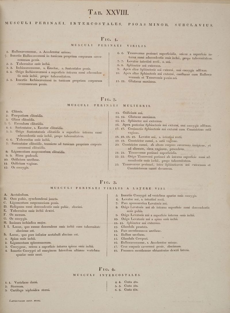 TaArs. XXVIII. NO USCULI.PEBRBINAIXSEÉI, INT EBCOSTALES, P50AS MINOR, 5UBCLAVIU Ss. E16. 40 MUSCULI PERINAEI VIRIL IS.  A ; : 1. Bulbocavernosus, s. Accelerator urinae. | | 6. 6. lransversus perinaei superficialis, oriens a superficie in- ]. lInsertio Bulbocavernosi in tunicam propriam corporum caver- terna rami adscendentis ossis ischii, prope tuberositatem. nosorum penis. | 7. 7T. Loevator intestini recli, s. ani. 2. 9. 'l'uberositas ossis ischui. . . Sphinclér ani externus. 3. 3. lIschiocavernosus, s. Exector, s. Sustentator penis. 9. Apex alter Sphincteris ani externi, ossi coccygis adfixus. 4. 4. Origo Ischiocavernosi a superficie iuterna. rami adscenden- 10. Apex alter Sphincteris ani externi, confluens cum Bulboca- | üs ossis ischii, prope tuberositatem. | | | vernosis et 'l'ransversis p erin aei. | nd . $. 5. Insertio Ischiocavernosi in tunicam propriam corporum : 11. 11. Glutaeus maximus. cavernosorum penis. | | Eric. 2. MUSCGULI PERINIA-EI M UTIIX BETSs 13. Orificium ani. 14. 14. Glutaeus maximus. 15. 15. sphincter ani externus. 16. Apex posterior Sphincteris ani externi, ossi coccygis adfixus. 17. 17. Conjunctio Sphincteris ani externi cum | Constrictore ostii vaennae. 18. 18. 18. 18. Levator ani, s. intestini recti. 19. 19. Constrictor cunni, s. ostii vaginae. $.-. Clitoris. 2. Praeputium clitoridis. : 3. Glanus clitoridis. | | ]- T. Frenulum clitoridis. 4. 4. Sustentator, s. Eector clitoridis. 5. 5. Origo Sustentatoris clitoridis a superhcie interna rami adscendentis ossis ischii, prope tuberositatem. 6. 6. 'luberositas ossis ischii. | : 7. Sustentator clitoridis, transiens ad tunicam propriam corporis 20. Constrictor cunni, ab altero corpore cavernoso incipiens, et cavernosi clitoridis. | | ad alterum, circa vaginam, procedens. 8. Lagamentum suspensorium clitoridis. 9. 9. Rima pudendi. 10. Orificium urethrae. 11. Orifidum vaginae. | 12. Os coccygis. 21. 21. ''Lransversus perinaei superficialis. —.. 22. 22. Origo 'lransversi perinaei ab interna superficie rami ad- scendentis ossis ischii, prope tuberositatem. 23. 'Lransversus perimaei, inter Sphincterem ani externum et Constrictorem cunni decurrens. Pra. M U:;SS-G U-TL-* PERINAEI V IARILIS A LATERE VISL 17. Crus corporis cavernosi penis, abscissum. A. Acetabulum. 5. Inserlio Coccygei ad vertebras spurias ossis coccygis. B. Ossa pubis, synchondrosi juncta. | 6. Levator anui, s. intestinl recti. - C. Ligamentum suspensorium penis. 7. Pars aponeurotica Levatoris ani. D. Heliquum rami descendentis ossis pubis, abscissi. 8. Onigo Levatoris ani ab interna superficie rami desceudentis E. Puberositas ossis 1schii. dextri. | ossis pubis. F. Os sacrum. | 9. Origo Levatoris ani a superficie interna ossis ischii. G. Os coccygis. 10. Origo Levatoris ani a spina ossis ischii. H. Incisura ischiadica major. ue 11. 11. Sphincter ani externus. l. l. Locus, quo ramus descendens ossis ischu cum tuberositate 12. Glandula prostata. abscissus est. 13. Pars membranacea urethrae. h. Locus, quo pars inferior acetabuli abscissa est. - 14. Bulbus urethrae. : : 1. Spina ossis ischu. | 15. Glandula Cowper. | | 2. Ligamentum spinososacrum. 16. Bulbocavernosus, s. Accelerator urinae. | 3. Coccygeus, oriens a superficie interna spinae ossis ischu. : 4. Iusertio Coccygei ad marginem lateralem ultimae vertebrae 18. Foramen membranae obturatoriae dextri lateris. spuriae OSSIS Sacri. | | I 1e. 4. APUSCHLI —1NTERBRCOSTALES ER. 1. 1. Vertebrae dorsi. 4. 4. Costa 4ta. PB 2. Sternum. | UR Costa 5ta. 3. Cartilago xiphoidea sterni - | 6. G. Costa 6ta.
