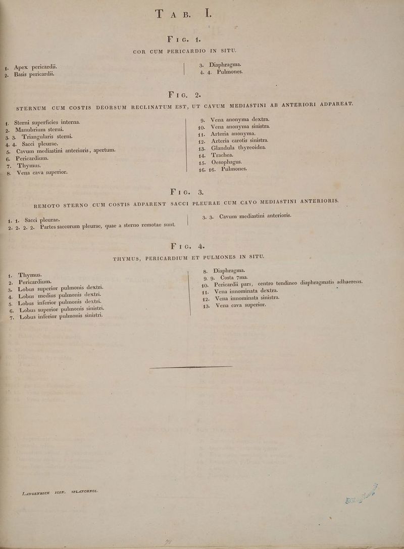 to TUWCGTVET.SEPDDIUSSNLTSMN 1 yis p» ei d Nm ERN UTI TTS ER - T z. x j : B à : s ET . m NS INTE TURAE ? STERNUM CUM COSTIS DEORSUM Sterni superficies interna. . Manubrium stern. » 3. 'Lriangularis sterm. | 5. QCavum mediastini anterioris, apertum. 6. Pericardium. 7. 'Yhymus. EN . 1. Saca pleurae. (Ode T AB Pro. ^1. CbAED X0 E1613. Pro. A4. Vena anonyma dextra. Vena anonyma sinistra. Arteria carotis sinistra. Glandula thyreoidea. T rachea. | Oesophagus. 1. 'Thymus. 9. Pericardium. | 3. Lobus superior pulmonis dextri. A. Lobus medius pulmonis dextri. 5. Lobus inferior pulmonis dextri. 6. Lobus superior pulmonis sinistri. 7. VLobus inferior pulmonis sinistri. SPLANCHNOL. LAwNGENBECK 1CON. | 8. Diaphragma. Pericardü pars, centro tendineo diaphragmaus adhaerens. Vena innominata dextra. , Vena innominata sinistra.