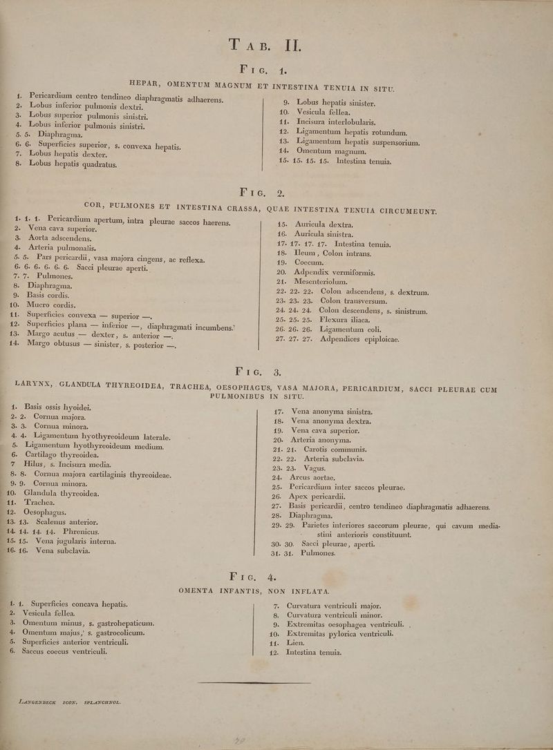 Duc centro ichiditico diaphragmatis adhaerens. jd. 1 9. Lobus hepatis sinister. 2. Lobus inferior pulmonis dextri. 10. Vesicula fellea | 3. Lobus superior pulmonis sinistri. 11. Incisura interlobularis. 4. Lobus inferior pulmonis sinistri. 12. Laigamentum hepatis rotundum. | 2 D. Us Diaphragma. : ! 15. Lagamentum hepatis suspensorium. | 6. 6. Superficies superior, s. convexa hepatis. 14. Omentum magnum. - 7. Lobus hepatis dexter. | 15. 15. 15. 15. lntestina tenuia. 8. Lobus hepatis quadratus. | Dro COR, PULMONES ET INTESTINA CRASSA, QUAE INTESTINA TENUIA CIRCUMEUNT. 1. 4. 1. Pericardium apertum, intra pleurae saccos haerens. 15. Auricula dextra. 2. Vena cava superior. 16. Auricula sinistra. 3. Aorta adscendens. 17. 17. 17. 17. lntestina tenuia. 4. Arteria pulmonalis. | ! 18. lleum, Colon intrans. 5. 5. Pars pericardii, vasa majora cingens, ac reflexa. 19. Coecum. 6. 6. 6. 6. 6. 6. Sacci pleurae aperti. 20. Adpendix vermiformis. 7. 7. Pulmones. 21. Mleesenteriolum. 8. Diaphragma. 29. 29. 22. Colon adscendens, s. devienne 9. Basis cordis. 23. 23. 23. Colon transversum. O. Mucro cordis. 24. 24. 24. Colon descendens, s. sinistrum. 11. Superficies convexa — superior —. 25. 25. 25. Flexura 1iliaca. 12. Superficies plana — inferior — , diaphragmati incunibens.' 26. 26. 26. Ligamentum coli. 13. Margo acutus — dexter, s. tede —. 27. 27. 27. Adpendices epiploicae. 44. Margo obtusus — sinister, S. posterior —, d Fro. 3. Basis ossis hyoidei. 2. Cornua majora. 3. Cornua minora. | 4. Ligamentum hyothyreoideum laterale. Ligamentum hyothyreoideum medium. Cartlago thyreoidea. Hilus, 8. Cornua majora carülaginis thyreoideae. 9. Cornua minora. Glandula thyreoidea. ''rachea. Oesophagus. . 18. Scalenus Su RE s. Incisura media. qui cavum media- 14. 14. 14. 14. Phrenicus. stini anterioris constituunt. 15. 15. Vena jugularis interna. 30. 30. Sacci pleurae, aperti. 16. 16. Vena subclavia. 31. 31. Pulmones. Dro 4 OMENTA INFANTIS, NON INFLAT A. 1. 1. . Superficies concava hepatis. 7. Curvatura ventriculi major. 2. .Vesicula fellea. | 8. Curvatura ventriculi minor. 39. Omentum minus, s. gastrohepaticum. 9. Extremitas oesophagea ventriculi. 4. Omentum majus, s. gastrocolicum.- 10. Extremitas pylorica ventriculi. $. Superficies anterior ventriculi. 11. Laen. : 6. Saccus coecus ventriculi. 12. lntestna tenuia.