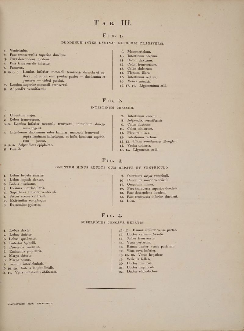 [uw -— i. 2: 3. 4. 6. E. 8. ES Ó. 6. Oo eq e Qe Qu qoe Se ge EP QU - c2 Ventriculus. Pars transversalis superior duodeni. Pars descendens duodeni. Pars transversalis inferior. 6. 6. 6. Lamina imíferior mesocoli transversi dissecta et re- flexa, ut supra eam positae partes — duodenum et pancreas — videri possint. ! Lamina superior mesocoli transversi. Adpendix vermiformis. : Omentum majus. Colon transversum. transversi, intestinum duode- num tegens. Intesünum duodenum inter laminas mesocoli transversi — supra laminam inferiorem, et infra laminam superio- rem —- jacens. : 5. 5. Adpendices epiploicae. Pars 1lei, OMENTUM MINUS ADULTI Lobus hepatis sinister. Lobus hepatis dexter. Lobus quadratus. Íncisura interlobularis. Superficies anterior ventriculi. Saccus coecus ventriculi. Extremitas oesophagea. Extremitas pylorica. CUM Lobus dexter. Lobus sinister. Lobus quadratus. Lobulus Spigeln. Processus caudatus. Eminentia papillaris. Margo obtusus. Margo acutus. Incisura interlobularis. | 10. 10. Sulcus longitudinalis. Vena umbilicalis obliterata. 1. Mesenteriolum. Intestinum coecum. Colon . dextrum. Colon transversum. Colon sinistrum. - Flexura iliaca. Intestinum rectum. Vesica urinaria. De CRASSUM. 7. lntestinum coecum. 8.. Adpendix vermiformis. 9. Colon dextrum. 10. Colon sinistrum. 11. Flexura iliaca. 19. lntestinum rectum. 19. 13. .Plicae semilunares Douglasu. 14. Vesica urinaria. 15. 15. Lagamenta coh. n. HEPATE ET VENTRICULO. 9. Curvatura major ventriculi. 10. Curvatura minor ventriculi. 11. Omentum minus. | 19. Pars transversa superior duodeni. 13. Pars descendens duodeni. 14. Pars transversa inferior duodeni. 15. Laen. 4. Ductus venosus Arantu. Sulcus transversus. Vena portarum. Ramus dexter venae portarum. Vena cava inferior. Vesicula fellea. Ductus hepaticus. Ductus choledochus.