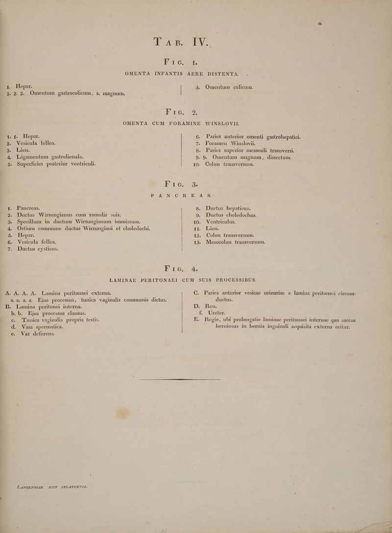 E dis LN Sid cue eU qum. 1. Hepar. E. 2. 2. Omentum gastrocolicum, s, magnum. - 3. Omentum colicum. 1. Hoepar. Vesicula fellea. Laien. Ligamentum gastrolienale. Superficies posterior ventriculi. Pancreas. Ductus Wirsungianus cum ramulis suis. Specillum in ductum Wirsungianum immissum. Hepar. Vesicula fellea. Ductus cysticus. Pares anterior omenti gastrohepatici. Foramen Winslovii. j Paries superior mesocoli transversi. . 9. Omentum magnum, dissectum. 10. Colon transversum. eoo 2 8. Ductus hepaticus. 9. Ductus choledochus. 10. WVentriculus. 11. Laen. 12. Colon transversum. 13. Mlesocolon transversum. 4. D. Lamina peritonei interna. D ' unica vaginalis propria testis. €. Vas deferens. IL ANGENBECK I1CON SPLANCHNOL. C. Paries anterior vesicae urinariae a lamina peritonaei circum- ductus. D. Hen. f. Ureter. E. Regio, ub1 prolongatio laminae peritonaei internae qua saccus herniosus in hernia inguinali acquisita externa oritur.