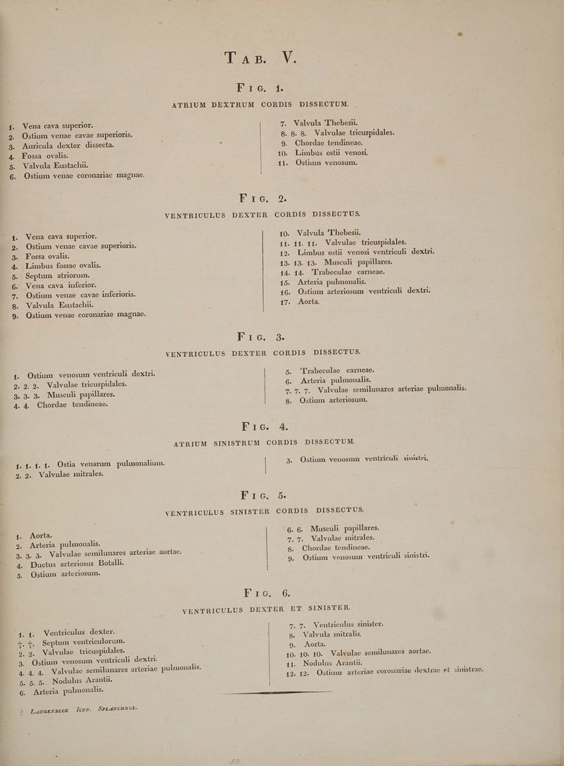 Ostium venae cavae superioris. Auricula dexter dissecta. Fossa ovalis. Valvula Eustachu. Ostium venae coronariae magmae. oOoROorvM Lu  c o uooeot Vena cava superior. Ostium venae cavae superioris. Fossa ovalis. Linus fossae ovalis. Septum atriorum. Vena cava inferior. . Ostium venae cavae inferioris. Valvula Eustachu. Ostium venae coronariae magnae. 1. Ostium venosum ventriculi dextri. 9. 9. 9. Valvulae tricuspidales. 2. 3.3. 3. Muscuh papillares. 4.4. Chordae tendineae. pro. f. ATRIUM DEXTRUM CORDIS DISSECTUM. 8. 8. S. Valvulae tricuspidales. 9, Chordae tendineae. —— 10. Liümbuüs ostii venosi. 11. Ostium venosum. CI-PG. 2. VENTRICULUS DEXTER CORDIS DISSECTUS. 10. Valvula 'Thebesn. 11. 11. 11. Valvulae tricuspidales. (2. Liümbus ostii venosi ventriculi dextri. 13. 13. 13. Musculi papillares. 14. 14. 'Lrabeculae carneae. 45. Arteria pulmonalis. 16. Ostium arteriosum ventriculi dextri. 17. Aorta. | B I4 5 VENTRICULUS DEXTER CORDIS DISSECTUS. 5. 'Lrabeculae carneae. G. Arteria pulmonalis. 7. 7. 7. Nalvulae semilunares arteriae pulnonalis. S. Ostium arteriosum, | P ro. d A'TRIUM SINISTRUM CORDIS DISSECTUM. 9. 9. Valvulae mitrales. 1. Aorta. 9. Arteria pulmonahs. 4.. Ductus arteriosus Botalli. 5. Ostum arteriosum. 1^1. Ventriculus dexter. [. [. Septum ventriculorum. 9. 9, Valvulae tricuspidales. .. 4. Ostium venosum ventriculi dextri. y 6. 55 Di Nodulus Aranti. Axteria pulmonalis. óó IRL A4NGENBECK Ico. SPLANCHNOL. Frc. 5. VENTRICULUS SINISTER CORDIS DISSECTUS. . Musculi. papillares. . Walvulae mitrales. Chordae tendineae. Ostium venosum ventriculi sinistri. 6. 6 du e. 9. i 16 65 VENTRICULUS DEXTER ET SINISTER. 7. 7. Nentluculus sinister. s. Valvula mitralis. 9. Aorta. 10. 10. 10. Valvulae semülunares aortae. Nodulus Arantu. —— | |