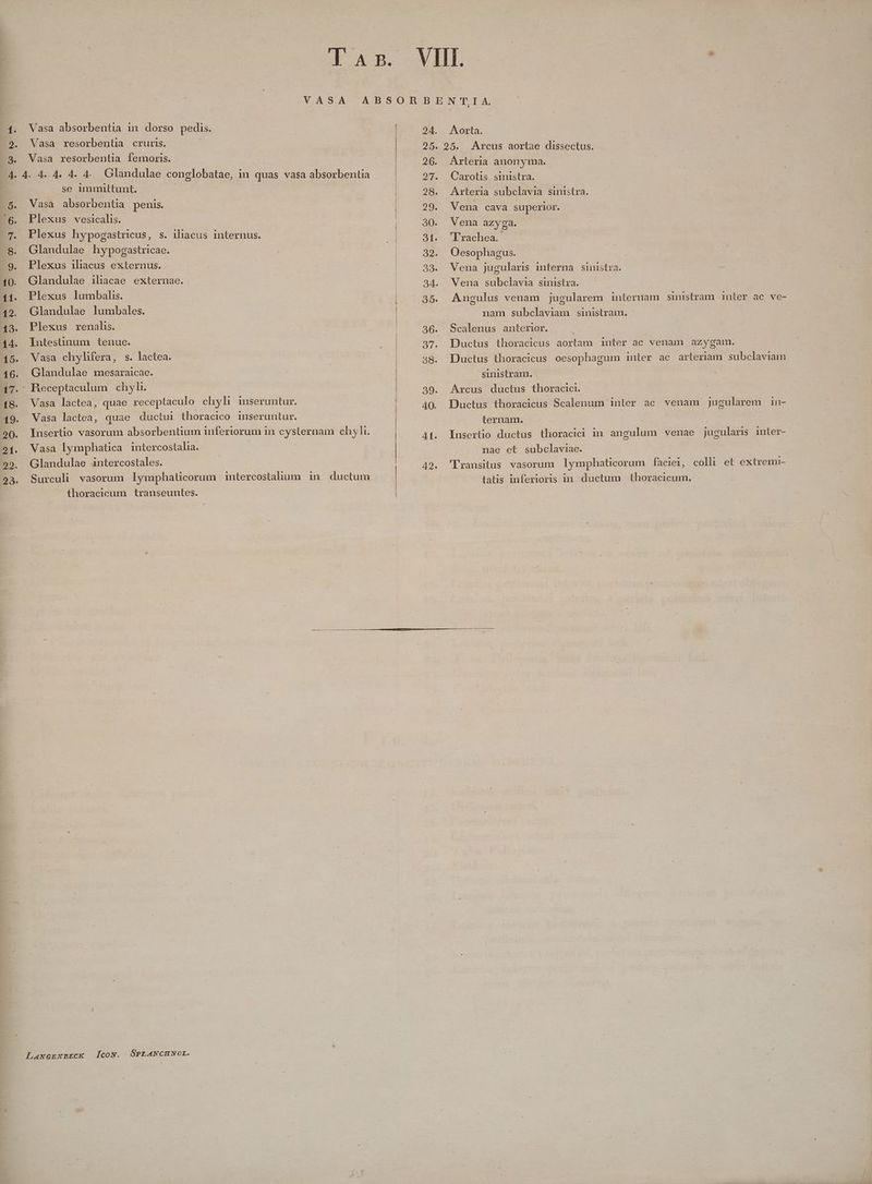 4. 2. à Vasa absorbentia in dorso pedis. Vasa resorbentia cruris. Vasa resorbentia femoris. se immittunt. Vasa absorbentia penis. Plexus vesicalis. | Plexus hypogastricus, s. iliacus internus. Glandulae hypogastricae. Plexus iliacus externus. Glandulae iliacae externae. Plexus lumbalis. Glandulae lumbales. Plexus renalis. Intestinum tenue. Vasa chylifera, s. lactea. Glandulae mesaraicae. Vasa lactea, quae receptaculo chyli inseruntur. Vasa lactea, quae ductui thoracico inseruntur. Insertio vasorum absorbentium inferiorum in cyslernam chyli. Vasa lymphatica intercostalia. | Glandulae intercostales. Surculi vasorum lymphaticorum intercostalium in ductum thoracicum transeuntes. Lawerwzeck [coN. SPELANCHNOL. . Aorta. 25. Arcus aortae dissectus. Arteria anonyma. Carolis sinistra. Arteria subclavia sinistra. Vena cava superior. Vena azyga. Frachea. Oesophagus. Vena jugularis interna sinistra. Vena subclavia sinistra. Angulus venam jugularem interram sinistram inter ac ve- nam subclaviam sinistram. Scalenus anterior. | Ductus thoracicus aortam inter ac venam azygam. Ductus thoracicus oesophagum inter ac arteriam subclaviam sinistram. Arcus ductus thoracici. Ductus thoracicus Scalenum inter ac venam jugularem in- ternam. Insertio ductus thoracici in M venae jugularis inter- nae et subclaviae. 'Transitus vasorum lymphaticorum faciei, latis inferioris in. ductum thoracicum. colli et extremi-
