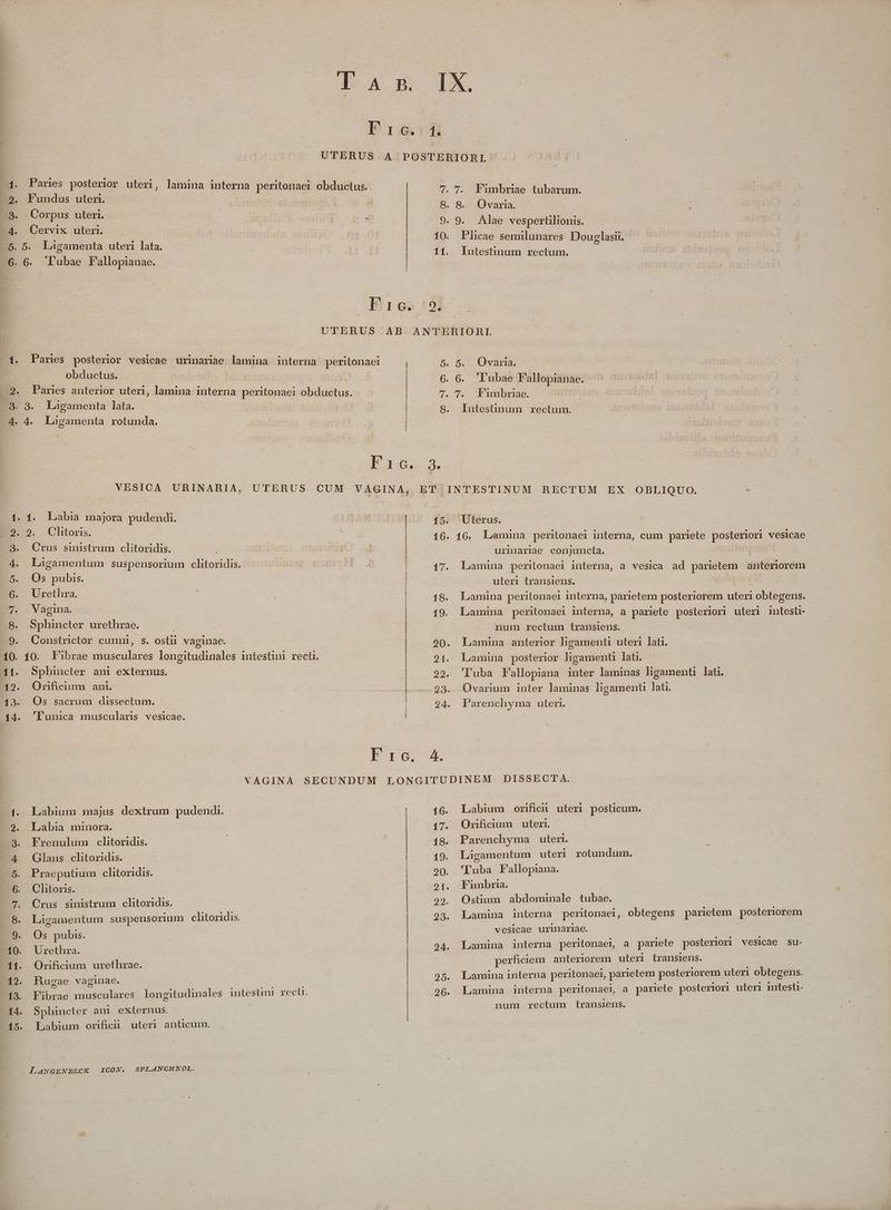 IX. 1. ow TD MS EE A QR ER S Qv 4» Q) i0 -- CO QD O0 xo t 7. 7. WFumbriae tubarum. 8.8. Ovaria. 9. 9. Alae vespertilionis. 10. Plicae semilunares Douglasii. 11. lIntestinum rectum. 2. A3 5. 5. Orvaria. 6. 6. 'l'ubae Fallopianae. 7. T... Pambriae. S. Intestinum rectum. à. -5. 5. Laigamenta uteri lata. 6. 6. Lubae Fallopianae. 1. Pars posterior vesicae urinariae lamina interna peritonaei obductus. : 2. Panes anterior uteri, lamina interna peritonaei decide qum B 3. Ligamenta lata. 4. 4. Lagamenta rotunda. 1. 1. Labia majora pudendi. Crus sinistrum clitoridis. Ligamentum suspensorium clitoridis. Os pubis. Urethra. Vagina. Constrictor cunni, s. ostii vaginac. Sphincter ani externus. Orificium ani. Os sacrum dissectum. 'lTunica muscularis vesicae. 15. Uterus. 16. 16. Lamina peritonaei interna, cum pariete posteriori vesicae urimarilae conjuncta. 17. Lamina peritonaei interna, a vesica ad parietem anteriorem uleri transiens. | 18. Lamina peritonaei interna, parietem NUSPS vici obtegens. 19. Lamina peritonaei interna, a pariete pestes uter intesü- num rectum transiens. 20. Lamina anterior ligamenti uteri lati. 21. Lamina posterior ligament lati. 22. 'Iuba Fallopiana inter laminas ligamenti lati. 283. Qvarium inter laminas ligamenti lati. 24. Parenchyma uten. Labium majus dextrum pudendi. Frenulum clitoridis. Crus sinistrum clitoridis. Os pubis. Urethra. | Orificium urethrae.- Rugae vaginae. Fibrae musculares longitudinales intestini recti. Sphincter anl externus. Labium orifiei uleri anticum. 16. Labium orifici uteri posticum. 17. Orificium uteri. 18. Parenchyma uteri. 19. Liügamentum uteri rotundum. 90. 'Luba Fallopiana. 24. Fumbria. 29. Ostium abdominale tubae. 23. Lamina interna peritonaei, obtegens parietem posteriorem | vesicae urinariae. 24. Lamina interna peritonael, a pariete posteriori vesicae su- perficiem anteriorem uteri transiens. 95. Lamina interna peritonaei, parietem posteriorem uteri obtegens. 26. Lamina interna peritonaei, a pariete posteriori uleri intesti- num rectum transiens.