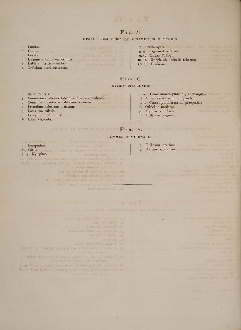E12«:5i í. Fundus. . Corpus. 3. Cervix. 4. Labium anterius orificu. uteri. Labium posterius orificii. - Orificaum uteri externum. o o Mons veneris. Commissura posterior labiorum majorum. Frenulum labiorum majorum. Fossa navicularis. Praeputium clitoridis. Glans clitoridis. CPOPR»x- 1. Praeputium. QGlans. .$9. Nymphae. Qo t 7. Parenchyma. 8. 8. Ligamenta rotunda. 9. 9. 'Tubae Fallopn. 10. 10. Orificia abdominalia. tubarum. 11. 11. Fimbriae. F1i6. 6. HYMEN CIRCULARIS. c. c, ^Labia minora pudendi, s. Nymphae. d. Crura nympharum ad glandem. e. e. Crura nympharum ad praeputium. f. Onficium urethrae. g. Hymen circularis. h. Orzificium vaginae. P $3obees HYMEN SEMILUNARIS. 4. Orificium urethrae. 5. Hymen semilunaris.