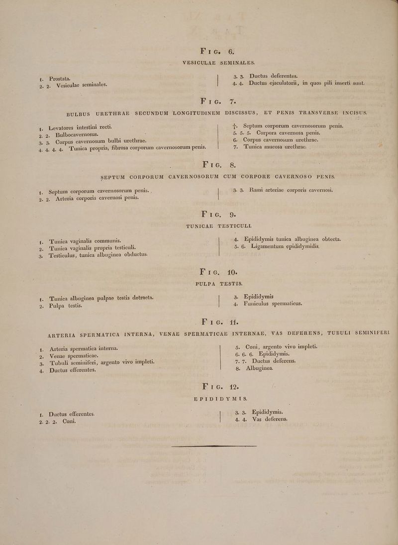 VESICULAE SEMINALES. 3. 5. Ductus deferentes. Prostata. 4.4. Ductus ejaculatorn, in quos pili inserti sunt. 9. 9. Vesiculae seminales. NU, UR pU pue Fro. 7. BULBUS URETHRAE SECUNDUM LONGITUDINEM DISCISSUS, ET PENIS TRANSVERSE INCISUS. Levatores intestini recti. Du | xem l1. Septum corporum cavernosorum penis. 9. Bulbocavernosus. ; . 6. 6. 5. Corpora cavernosa penis. 3. Corpus cavernosum bulbi urethrae. | 6. Corpus cavernosum urethrae. 4. 4. 4. 'Funica propria, fibrosa corporum cavernosorum penis. 7. 'Vunica mucosa urethrae. . ee Ero. 8. SEPTUM CORPORUM CAVERNOSORUM CUM CORPORE CAVERNOSO PENIS. 4. Septum corporum cavernosorum penis. . 3. 3. Hami arteriae corporis cavernosi. 9, 9. Arteria corporis cavernosi penis. Tro. 9. TUNICAE TESTICULI. 4. Epididymis tunica albuginea obtecta. 4. 'Funica vaginalis communis. 5. 6. Làügamentum epididymidis. 'l'unica vaginalis propria testiculi. 3. 'Lesticulus, tunica albuginea obductus. Es $dgmlcHR PULPA TESTIS. t. Eunica albuginea pulpae testis detracta. 3. Epididymis Pulpa testis. 4. Funiculus spermaticus. 21 152285. ARTERIA SPERMATICA INTERNA, VENAE SPERMATICAE INTERNAE, VAS DEFERENS, TUBULI SEMINIFERI 5. Coni, argento vivo implet. 6. 6. 6. Epididymis. Arteria spermatica interna. Venae spermaticae. 'Tubuli seminiferi, argento vivo impleti. 7. 7, Ductus deferens. 8. Albuginea. Pow tr Ductus efferentes. E r6. 149. / EPIDIDYMIS 3.3. Epididymis. 1. Ductus efferentes. 4. 4. Vas deferens. 2. 2. 2. Coni.