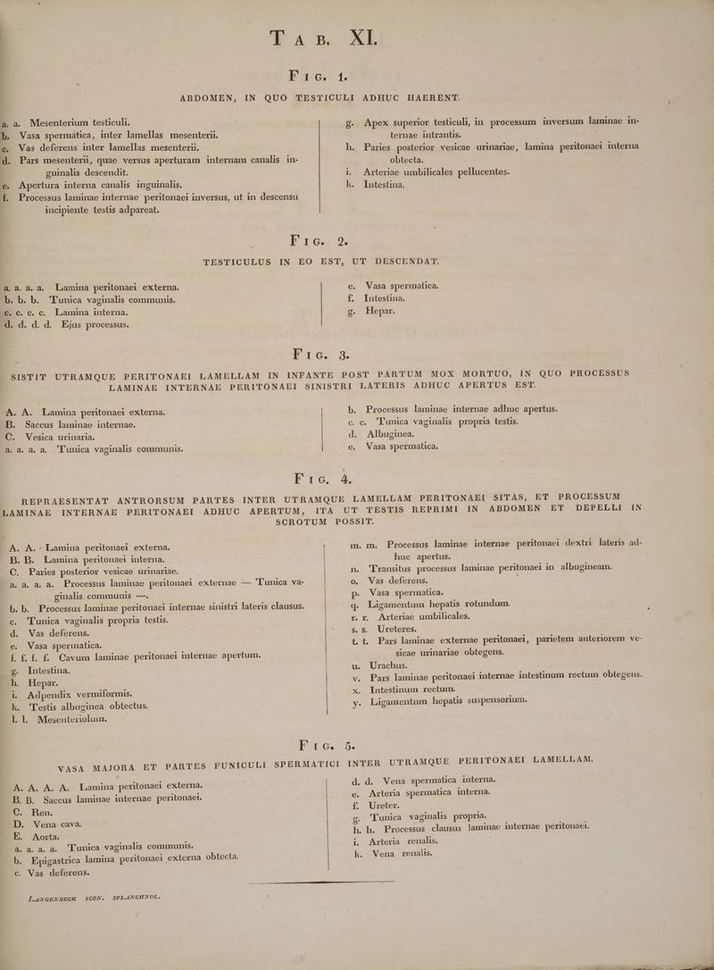 a.a. Mesenterium testiculi. | b. Vasa spermatica, inter lamellas mesenterii. c. Vas deferens inter lamellas mesenterii. | guinalis descendit. e. Apertura interna canalis. inguinalis. T A &R b 46.1. XI. g. Apex superior testiculi, in processum inversum laminae in- ternae intrantis. ; h. Paries posterior vesicae urinariae, lamina pes mterna obtecta. | Arleriae umbilicales sllicenice: h. Intestina. | jd o LJ incipiente testis adpareat.- E TG. a, a.a. a. Lamina peritonaei externa. b. b. b. Tunica vaginalis communis. €. c. c. c. Lamina interna. d. d. d. d. Ejus processus. -. A. Lamina peritonaei externa. B. Saccus laminae internae. C. Vesica urinaria. a. a4» a. a. Llunica vaginalis communis. e. Vasa spermatica. f. Intestina. g. Hepar. Ero. 3, SISTIT Uo RUM PERITONAEI LAMELLAM IN INFANTE POST PARTUM MOX MORTUO, IN QUO PROCESSUS LAMINAE INTERNAE PERITONAEI SINISTRI LATERIS ADHUC APERTUS EST. b. Processus laminae internae adhuc apertus. c. c. 'lunica vaginalis propria testis. d. Albuginea. | e. Vasa spermatica. IIG. 4 BREPRAESENTAT ANTRORSUM PARTES.INTER UTRAMQUE LAMELLAM PERITONAEI SITAS, ET PROCESSUM LAMINAE INTERNAE PERITONAEI A. A.: Lamina peritonaei externa. Bp. B. Lamina peritonaei interna. | C. Paries posterior vesicae urinariae. à. à. a. a. ginalis. communis —. c. 'Tunica vaginalis propria testis. d. Vas deferens. e. Vasa spermatica. f £ f£. ££. Cavum laminae peritonaei internae apertum. g. Intestina. Eh. EHepar. i Adpendix vermiformis. kh. 'Festis albuginea obtectus. l.l. Mesenteriolum. | VASA MAJORA ET PARTES FUNICULI A. A. A. Lamina peritonaei externa. B. Saccus laminae internae peritonaei. PE A. B. C. en. D. Vena cava. E. Aorta. a. b. C. 9.2. di Epigastrica lamina peritonaei externa obtecta. 'lunica vaginalis communis. Vas deferens. LANGENBECK ICON. SPLANCHNOL. ITrA UT TESTIS REPRIMI IN ABDOMEN ET DEPELLI IN SCROTUM POSSIT. | Processus laminae internae peritonaei dextri lateris ad- huc apertus. n. 'lransitus processus laminae peritonaei in albugineam. o. Vas deferens. m. im. p. Vasa spermatica. q. Ligamentum hepatis rotundum. r. r Arteriae umbilicales. s. S. Ureteres. t. t. Pars laminae externae peritonaei, sicae urinariae obtegens. Urachus. u v. Pars laminae peritonaei internae intestinum rectum obtegens. x | parietem anteriorem ve: NM P————— teo cnc MO —ÀÁ— ÍIntestinum rectum. Ligamentum hepatis suspensorium. sume rm ta a P p n p Br I po. SPERMATICI INTER UTRAMQUE PERITONAEI LAMELLAM. d. d. Vena spermatica interna. e. Arteria spermatica interna. f. Ureter. cg 'T'unica vaginalis propria. ! h. h. Processus clausus lapiinae internae peritonaei. i. Arteria renalis. k. Vena renalis.