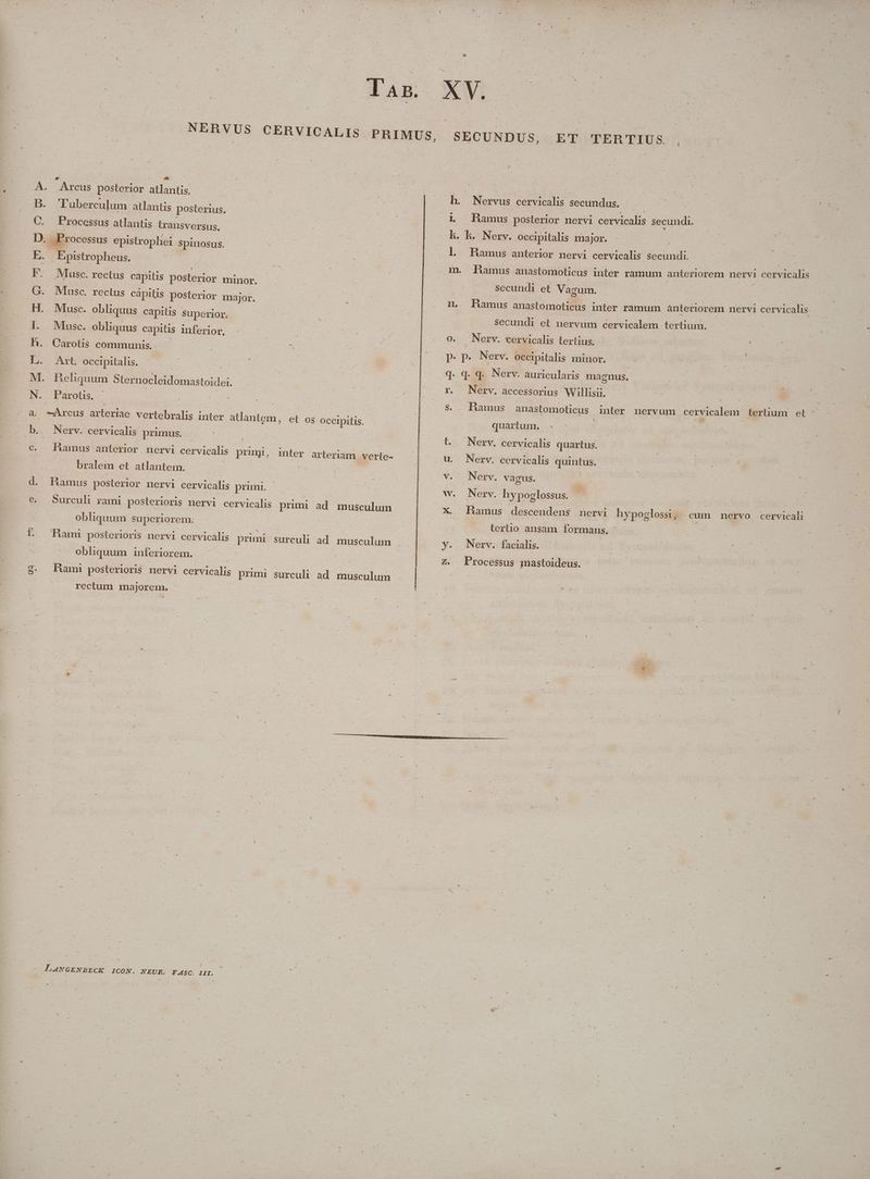 dup od E U Ls - soi: - m - E 5 | Arcus posterior atlantis. LANGENBECK ICON. NEUR. F.ASC. III. - ET TERTIUS. , Nervus cervicalis secundus, Tuberculum atlantis posterius. 1, Hamus posterior nervi cervicalis secundi. Processus atlantis transversus, Lk. k. Nerv. occipitalis major. | | : Processus epistrophei Spinosus. l. Hamus anterior nervi cervicalis secundi. | |. Epistropheus. m. Pamus anastomoticus inter ramum anteriorem. nervi cervicalis Musc. rectus capitis posterior minor. | secundi et Vagum. | Musc. rectus cápitis posterior major. s - n. Ramus anastomoticus inter ramum anteriorem nervi cervicalis Musc. obliquus capilis superior. secundi et nervum cervicalem tertium. Musc. obliquus capitis inferior, - o. Nerv. cervicalis tertius. | Carotis communis. p. p. | Nerv. occipitalis minor. B ! Art. occipitalis. | d. q- q- Nerv. auricularis magnus. : Beliquum Sternocleidomastoidei. r. Nerv. accessorius Willisii. TE Parotis. | $. . Bamus anastomoticus inler nervum cervicalem tertium et -Arcus arteriae vertebralis inter atlantem, et os occipitis. quartum. : | i | Nerv. cervicalis prumus. | | t. Nerv. cervicalis quartus. Ramus anterior nervi cervicalis prii, inter arteriam verte- u. Nerv. cervicalis quintus. bralem et atlantem. v. Nerv. vagus. Bau posterior nervi cervicalis prumi. w. Nerv. hypoglossus. | Surculi rami posterioris nervi cervicalis primi ad musculum X. Hamus descendens nervi hypoglossi ,. cum nervo cervicali obliquum superiorem. lertio ansam formans, ^ Ham: posterioris nervi cervicalis primi surculi ad. musculum y. Nerv. facialis. obliquum inferiorem. Z. Processus mastoideus. Rami posterioris nervi cervicalis primi surculi ad musculum - rectum majorem. . : * : í ————PaAte er er MMC NL cda cue