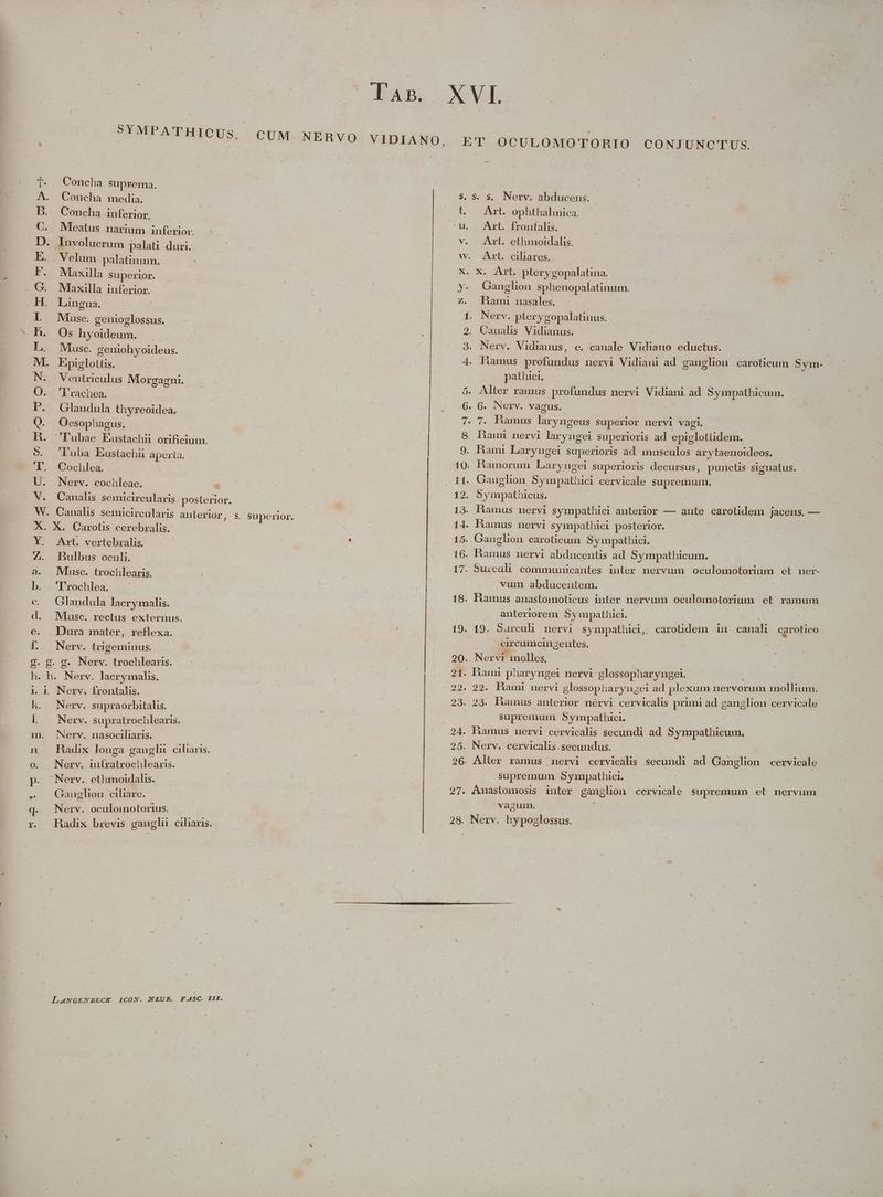 A. Concha media. B. Concha inferior. C. Meatus narium inferior. D. Involucrum palati duri. E. Velum palatinum. | EF. Maxilla superior. G. Maxilla inferior. H. Lingua. L Musc. genioglossus. h. Os hyoideum. IL, Msc. geniohyoideus. M. Epiglottis. N. Ventriculus Morgagni. O. 'Prachea. P. Glandula thyreoidea. OQ. Oesophagus. H. Pubae Eustachii orificium. 5. Tuba Eustachii aperta. 'l. Cochlea. U. Nerv. cochleae. V. Canalis semicircularis posterior. W. Canalis semicircularis anlerior, S. superior, X. X. Carotis cerebralis. Y. Art. vertebralis. ZA. Bulbus oculi. a. Musc. trochlearis. b. | 'Trochlea. c Glandula Iaerymalis. d. Masc. rectus externus. e. Dura mater, reflexa. Í. Nerv. trigeminus. €. g. g. Nerv. trochlearis. h. h. Nerv. lacrymalis. 1. i. Nerv. frontalis. h. | Nerv. supraorbitalis. l — Nerv. supratrochlearis. m. Nerv. nasociliaris. n Hadix longa gangli ciliaris. o. . Nerv. iufratrochlearis. p. Nerv. ethmoidalis. Gauglion ciliare. d. Nerw, oculomotorius. r. Ahadix brevis ganglu ciliaris. LANGENBECK ICON. NEUR. F.ASC. III. t — Art. ophthalinica. :'u. Art. frontalis. v. Art. ethimoidalis. w. ArL. ciliares,. — Ad er : X. Xu d. pterygopalatina. | y. Ganglion sphenopalatinum. Zz. Hhami nasales. - j 1. Nerv. pterygopalatinus. 2. Canalis Vidianus. 3. Nerv. Vidianus, e. canale Vidiano eductus. | 4. Ramus End ned nervi Vidianm ad ganglion caroticum Sym- pathici, 5. Alter ramus profundus nervi Vidiani ad Sympathicum. 6. 6. Nerv. vagus. : 7. 7. Hamus laryngeus superior nervi vagi. 8. Dami nervi laryngei Superioris ad epiglottidem. 9. Rami Laryngei superioris ad musculos arytaenoideos. 10. Ramorum Laryngei superioris decursus, punctis signatus. 11. Ganglhon oguesttus cervicale supremum. 12. Symp hicus. 13. Hamus nervi sympathici anterior — ante carotidem jacens, — 14. Ramus nervi sympathicl posterior. 15. Gauglion caroticum Sympathici.. 16. Bamüs nervi abducentis ad Sympathicum. 17. Surculi communicantles inter nervum oculomotorium. et ner- vum abducentem. | zx 18. Étanins anastomoticus inter nervum oculomotorium et ramum anteriorem. Sy mpathici. 19. 19. Sarculi nervi sympathici, carotidem in canali carotico circumcinzentes. 20. Nervi molles. 21. Dhami pharyngel nervi glossopharyngei 29. 99. Hhami nervi glossophar ynugei ad plexum nervorum mollium. 23. 23. luunus anterior nérvi cervicalis primi ad ganglion cervicale | supremum Symrpathici. 24. hamus nervi cervicalis secundi ad. Sympathicum. 25. Nerv. cervicalis secundus. 26. Alter ramus nervi cervicalis secundi ad Ganglion cervicale supremum Sympathici. ; 27. Anastomosis iuter ganglion cervicale supremum el nervum vazum. 28. Nerv. hypoglossus. — HE. WOREEUNEO RO UE UMOR TULIT HERE MATE : !