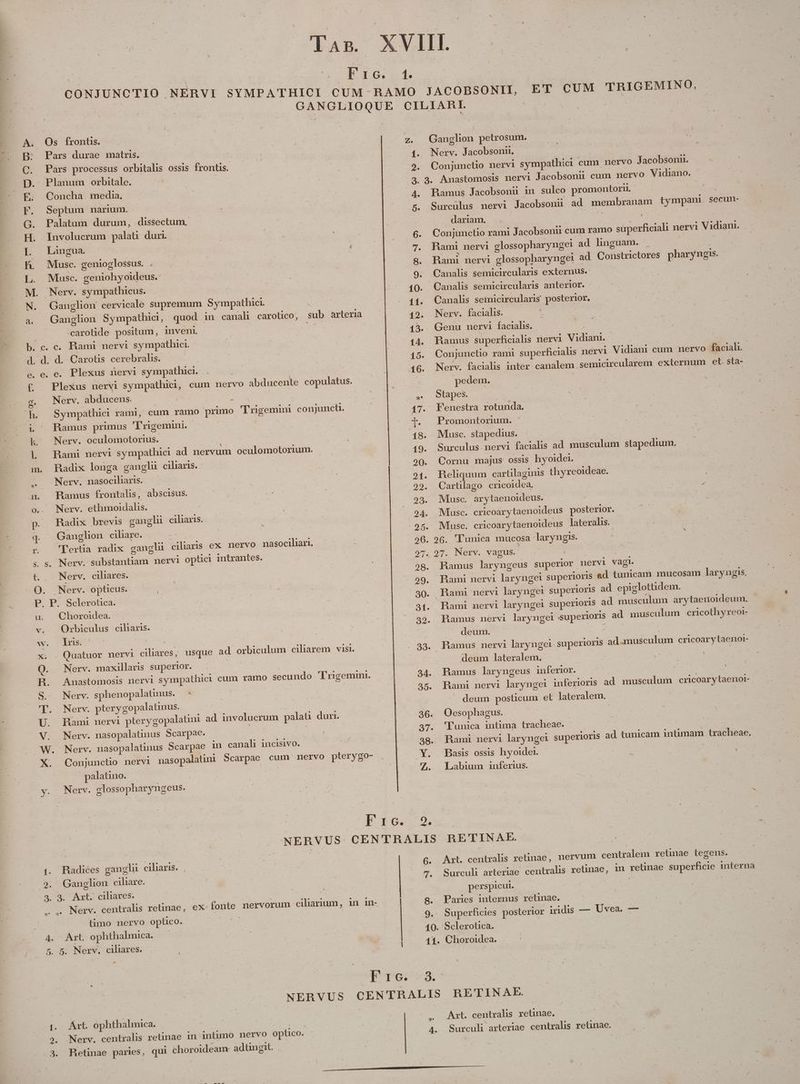 moo» mI -2c^mo N. d. 1. ET CUM TRIGEMINO, Os fronts. Pars durae matris. Pars processus orbitalis ossis frontis. Planum orbitale. | Concha media. Septum narium. Palatum durum, dissectum, Involucrum palati dur | Lingua. Musc. genioglossus. . Musc. geniohyoideus.: Ganglion cervicale supremum Sympathici quod in canali carotico, sub arteria carolide positum, inveni. f. Plexus nervi sympathici, cum nervo abducente copulatus. Nerv. abducens. & : Sympathici rami, cum ramo primo 'Trigemini conjuncti. Ramus primus 'Trigemini. | Nerv. oculomotorius. | | Rami nervi sympathici ad nervum oculomotorium. Radix longa ganglu ciliaris. - Nerv. nasociharis. Bamus frontalis, abscisus. Nerv. ethmoidalis. Radix brevis ganglu ciliaris. Ganglion ciliare. — Tertia radix ganglu ciliaris ex nervo nasociliari t. Nerv. ciliares. Nerv. opticus. 1. E^ 2. 4. E 2. 3. Choroidea. Orbiculus ciliaris. iris. Quatuor nervi ciliares, usque ad orbiculum ciliarem visi. Nerv. maxillaris superior. | Anastomosis nervi sympathie: cum ramo secundo 'l'rigemini. Nerv. sphenopalatnus. . | Nerv. pterygopalatüinus. | Rami nervi pterygopalatin ad involucrum palaü duri. Nerv. nasopalatinus Scarpae. : 1 Nerv. nasopalatinus Scarpae in canali incisivo. Conjunctio nervi nasopalain| Scarpae cum nervo pterygo- M palatino. ! Nerv. glossopharyngeus. Z« E Radices ganglu ciliaris. | Ganglion ciliare. limo nervo optico. Art. ophthalmica. Ganglion petrosum. Nerv. Jacobsonii, | Conjunctio nervi sympathici cum nervo Jacobsonu. 3. Anastomosis nervi Jacobsonii cum nervo Vidiano. Ramus Jacobsonii in. sulco promontoriL Surcülus nervi Jacobsonu ad membranam tympani. secun- dariam. | um j Conjunctio rami Jacobsonir cum ramo süperficial nervi Vidiani. Rami nervi glossopharyngel ad hnguam. . S Bami nervi glossopharyngei ad Constrictores pharyngis. Canalis semicircularis externus.: Canalis semicircularis anterior. Canalis seiicircularis posterior. Nerv. facialis. Genu nervi facialis. Ramus superficialis nervi Vidiani. Conjunctio rami superficialis nervi Vidiani cum nervo faciali.- Nerv. facialis inter. canalem .semicircularem externum et. sta- pedem. Stapes. | Fenestra rotunda. Promontorium. ' Musc. stapedius. Surculus.nervi facialis ad musculum stapedium. Cornu majus ossis hyoider | Reliquum carltilaginis thyreoideae. Cartilago cricoidea. Musc. arytaenoideus. Musc. cricoarytaenoideus posterior. Musc. cricoarytaenoideus lateralis. 26. 'l'unica mucosa laryngis. | 27. Nerv. vagus. ! | Ramus laryngeus superior nervi vagi. Rami nervi laryngel superioris ad tunicam mucosam laryugis. Rami nervi larynget superioris ad epiglottidem. Rami nervi laryngei superioris ad musculum arytaenoideum. Ramus nervi laryngel Superioris ad musculum cricothyreor- deum. | Ramus nervi laryngei superioris ad. musculum cricoarytaenoi- deum lateralem. E : . Ramus laryngeus inferior. é | , Rami nervi laryngei inferioris ad musculum cricoarytaenor-- deum postcum et lateralem. | Oesophagus. : Tunica intima tracheae. Rami nervi laryngei superioris ad tunicam intimam tracheae. Basis ossis hyoidei. : Labium inferius. RETINAE. Art. centralis relinae, nervum centralem retinae tegens. Surculi arteriae centralis retinae, in retinae superficie interna perspicut. | | | Paries internus retinae. Superficies posterior iridis — Uvea. — Choroidea. Art. ophthalmica. | ' Nerv. centralis retinae in intimo nervo optico. Retinae paries. qui choroideam- adüngit. | ce 4. Art. centralis retinae. Surculi arteriae centralis retinae.-