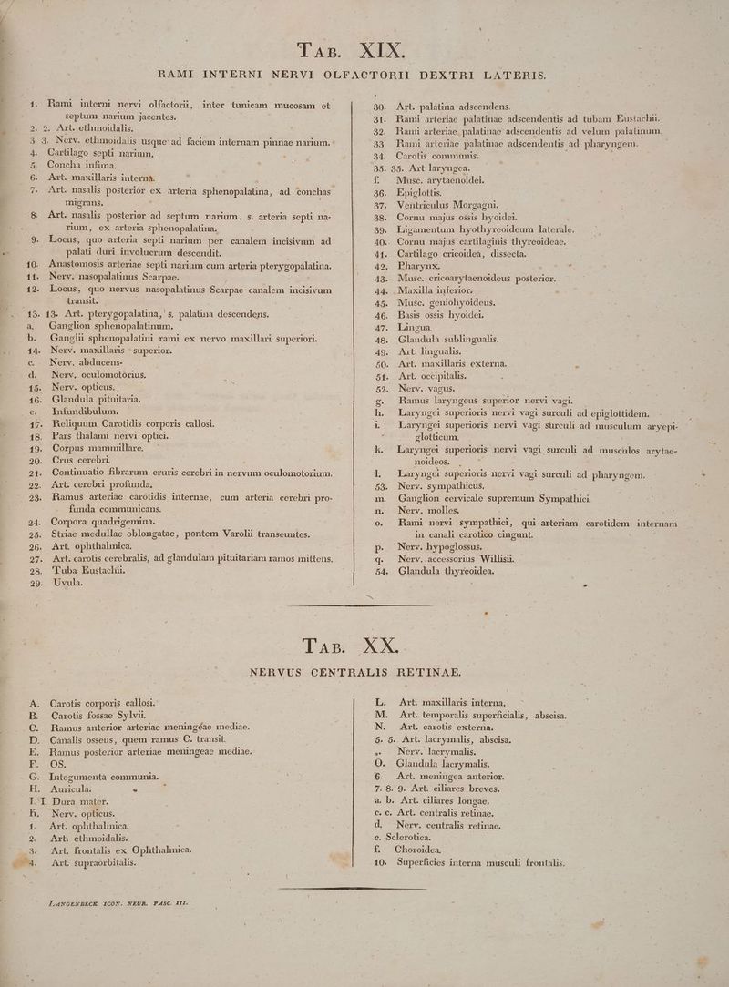 * m s RhAMI INTERHNI 1. Bami interni nervi olfactorü, | inter tunicam mucosam et septum narium jacentes. | 3. 3. Nerv. ethmoidalis usque ad faciem internam pinnae narium. 4. Cartülago septi narium, 5. Concha infima. micrans. 49 Aat. nasalis posterior ad septum narium. s. arteria septi na- 9. Locus, quo arteria sepli narium per canalem incisivum ad palaü dun involucrum descendit. 10. Anastomosis arteriae sepli narium cum arteria pterygopalatina. 12. Locus, quo nervus nasopalatinus biirpac canalem incisivum transit. a. Ganglion sphenopalatinum. Ganglu sphenopalatini rami ex nervo maxillari superiori. 14. Nerv. maxillaris | superior. c.. Nerv. abducens- 16. Glandula pituitaria. 17. Heliquum Carotidis corporis callosi. 19. Corpus mammillare. 20. Crus cerebri : 21. Contünuatio fibrarum cruris cerebri in nervum oculomotorium. 29.. Art. cerebri profunda. 23. Ramus arteriae carotidis, internae, funda communicans. 24. Corpora quadrigemina. 25. Striae medullae oblongatae, pontem Varolii transeuntes. 26. Art. ophthalmica. | 27. Art. carotis cerebralis, ad glandulam pituitariam ramos mittens. 28. 'Luba Eustachii. cum arteria cerebri pro- ^ Fowebmnxo .30. Art. palatia adscendens. 34. Carotis communis. 35. 35. Art laryngea. 36. PEpiglotüs. Ventriculus Morgagni. 38. Cornu majus ossis hyoidei. 41. Cartilago cricoideà, 49, PBharynx. Maxilla inferior. 45. Msc. geniohyoideus. 46. - Basis ossis hyoider. 47. Langua. 48. Glandula sublinguahs. 40. AXmt lingualis. 50. Art. maxillaris externa. glottic um. noideos. 53. Nerv. sympathicus. n. Nerv. molles. | o. Rami nervi sympathici, p. Nerv. hypoglossus. q. Nerv..accessorius Willisii. 54. Glandula thyreoidea. Carotis corporis callosi. Carotis fossae Sylv. Ramus anterior arteriae meningéae mediae. Canalis osseus, quem ramus C. transit. Hamus posterior arteriae meningeae mediae. OS, | Integumentà communia. Auricula. * LnoumouomwWp E Dura mater. Nerv. opticus. Art. ophthalinica. Art. ethmoidalis. Art. frontalis ex Ophthalimica. Art. supraorbitalis. RETINAE. L. Art. maxillaris interna. N. Art. carotis externa. 5. 5. Art. lacrymalis, abscisa. » 0 Nerv. laery malis. 6. Art. meningea anterior. 7. 8. 9. Art. ciliares breves. a, b. Art. ciliares longae. c. Cc, Art. centralis retinae. d. Nerv. centralis retinae. e. Sclerotica. f. Choroidea. A