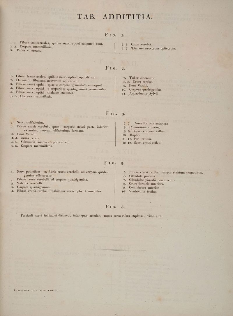 TAB. ADDITITIA. D ore aO. 2. 9. Corpora mammillaria. 1. 1. Fibrae transversales, quibus nervi optici conjuncti sunt. 4 . [LJ : 3. 'luber cinereum. — | | . 4. Crura cerebri. 5. 'Lhalami nervorum oplicorum. 1. Fibrae transversales, quibus nervi optici copulati sunt. | 7. '[uber cinereum. 2. Decussatio fibrarum nervorum opticorum. 8. 8. Crura cerebri. 3. Fibrae nervi opüici, quae e corpore geniculato emergunt. 9. Pons Varolu. 4. Fibrae nervi optici, e corporibus quadrigeminis germinantes. 10. Corpora quadrigemina. 5. Fübrae nervi oplici, thalamo exeuntes. 11. Aquaeductus Sylvii. 6. 6. Corpora mammillaria. à Fre. 58. A 1. Nervus olfactorius. . 7. Crura fornicis anteriora. 7 2. Fübrae cruris cerebri uae, corporis stiriati parte inferiori 8. Commissura anterior. ME. , P P : ? 9 exeuntes, nervum olfactorium formant. . 9. Genu corporis callosi. 3. Pons Varolu. ! | 10. Haphe. 4. 4. Crura cerebri. 11. 11. Par tertium. 5. 5. Substantia cinerea corporis striati. 12. 12. Nerv. optici reflexi. 6. 6. Corpora mammillaria. Tum 4. 1. Nerv. patheticus, ex fibris cruris cerebelli ad corpora quadri- gcemina efllorescens. , Fibrae cruris cerebelli ad. corpora quadrigemina. .2. Walvula cerebelli. 5. Fübrae cruris cerebri, corpus striatum transeuntes. 6. . Glandula pinealis. 7. Glandulae pinealis pendunculus. 8. Crura fornicis anteriora. 3. Corpora quadrigemina. 9. Commissura anterior. 4. Fibrae cruris cerebri, thalamum nervi optici transeuntes. 10. Ventriculus tertius. ^ r6. ——- | Fasciculi nervi ischiadici distracti, inter quos arteriae, massa cerea rubra explelae, visae sunt.