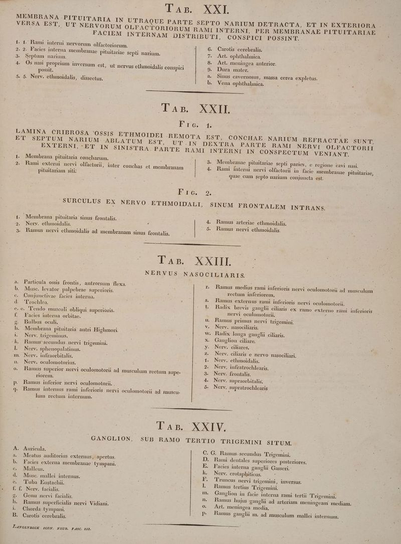 - MEMBRANA -PITUIT ARIA IN UTRA VERSA EST, UT N ERVORUM OLFAC FACIEM QUE PA R'TE TlORIORUM HA INTERNAM DIS'TRIB 1. 1. Bam! interni nervorum olfactoriorum | 2. 2. Facies interna membran 3. Septum narium. 4. Osnasi proprium inversum est, ut nervus possit. j 5. 5. Nerv. ethmoidalis, dissectus. | | | | ae pituitariae Sepli narium. ethmoidalis conspici , ET IN EXTERIORA . MI INTERNI, PER MEMBRANAE PITUITARIAE UTI, CONSPICI POSSINT. .6. Carotis cerebralis. 7. Art. ophthalmica.. 8. Art. meningea anterior. ; 9. Dura mater. | | a. Sinus cavernosus, massa cerea expletus. b. | : Vena ophthalmica. E -. F rc. LAMINA CRIBROSA 'OSSIS ETHMOIDEI AREMOTA ET SEPTUM NARIUM AB EXTERNI -ET IN SINISTRA PARTE RA Membrana pituitaria concharum. | | .2. Rami externi nervi olfactoriüi, inter conchas et membranam | pituitariam siti; ! qe | P246. SURCULUS EX NERVO E'THMOIDALI, 1. Membrana pituitaria' sinus frontalis. . . | 2. Nerv. ethmoidalis. ; ; | 3. Ramus nervi ethmoidalis ad membranam sinus frontalis. | Ti : EST, CONCHAE NARIUM REL | RACTAE SUN'. TRA PARTE BRAMI NERVI OLFACTORII NIAN T. 3. Membranae, pituitariae sepli paries, e regione cavl nasi. c membranae pituitariae, - quae cum septo narium conjuncta est. Di. | SINUM FRONTALEM INTRANS. 4. HBamus arteriae ethmoidalis, .$. HBamus nervi ethmoidalis. a. Particula ossis Írontis, antrorsum flexa. b. Musc. levator palpebrae superioris. Conjunctivae facies interna. 'T'rochlea. | e. lendo musculi obliqui superioris. Facies mterna orbitae. Bulbus oculi. Membrana pituitaria d 1 antri Highmori. Nerv. trigeminus. | / Hamus-secundus nervi tnigemini, Nerv. sphenopalatinus. : m. Nerv. infraorbitalis. n. Nerv, oculomotorius., Hamus superior nervi oculomotorii ad musculum rectum supe. riorem, C. e. i £. Cy g. h. 1. h. O0. p. Bamus inferior nervi oculomotorii. q. Ramus internus rami inferioris nervi oculomotorii ad Ífnuscu- lum rectum internum. Ramus medius rami inferioris z. nervi oculomotorii. ad musculum rectum inferiorem, | | M $. Pamus externus rami inferioris nervi oculomotorii. | t. HBadix brevis gangli ciliaris ex ramo exlerno rámi inferioris — | nervi oculomotorii. : | u. Hamus primus nervi tricemini. v. Nerv. nasociliaris, . Ww. Padix longa ganglii ciliaris. X. Ganglion ciliare. y. Nerv, cilares, | Z. Nerv. ciliaris e nervo nasociliari. 1. Nerv. ethmoidalis. 2. Nerv, infratrochlearis. 3. Nerv. frontalis. 4. Nerv. supraorbitalis; 9. Nerv, supratrochlearis 2 Lr jim X XIV. À. Auricula. | | | a. Meatus auditorius externus, apertus. b. Facies externa membranae tympani. c. Malleus, | d. Muse. mallei internus. €. . Tuba Eustachii. f. f. Nerv. facialis, 9. Qenn nervi facialis. h. Ramus superficialis nervi Vidiani. 1l, Chorda. tympani. D. Carotis cerebralis. » LaxcENBECK ICON. NEUR. F.ASC. III. G. Ramus. secundus Trigemini. Rami dentales Superiores posteriores, l'acies interna ganglu Gasseri. Nerv. crotaphiticus. Jruncus nervi trigemini, inversus. Ramus tertius Trugemini. Ganglion in facie interna rami tertii Hamus hujus gangli Art. meningea media. Ramus ganglu m. ad musculum mallei internum. T'rgemini. ad arteriam meningeam mediam. |