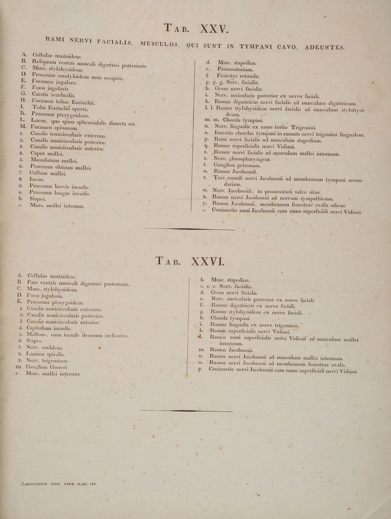 RAMI NERVI FACIALIS, -MUSCULOS, QUI SUNT IN TYMPANI CAVO, ADEUNTES. M Cellulae mastoideae. BHeliquum ventris musculi digastrici posterioris. Musc. stylohyoideus. | | Processus condyloideus ossis occipilis. | ; l'orameu jugulare. DE d. Musc. stapedius. e. Promontorium. f. Fenestra rotunda. £g. g. g. Nerv. facialis. Posse jugularis. h Genu nervi facialis. pie Ld Carotis cerebralis É X Nerv. auricularis posterior eX nervo faciali. | | : kh. Hamus digastricus nervi facialis ad. musculum digastricum. Foramen tub; jtachii 2x | : 1 iali . As el tubae. Eustachii. l. l Ramus stylohyoideus nervi facialis ad musculum stylohyor- üba Eustachii aperta. e | deum Processus pterygoideus. | | | m. m. Chorda tympani. Locus, quo spina sphenoidalis dissecta est. n. Nerv. lingualis ex ramo tertio Tugemini. Foramen spinosum. o0. Insertio chordae tympanri in ramum nervi trigemini lingualem, Canalis semicircularis externus. amma pupemereene- preRennceegupt: : - p. Bami nervi facialis ad musculum stapediuin. Canalis semicireularis posterior, — .. q. Hamus superficialis nervi Vidiani. Canalis semicircularis anterior, ! r. Fiamus nervi facialis ad musculum mallei internum. Caput mallei, | s. Nerv. glossopharyngeus. Manubrium mallei. t. Ganglon petrosum. Processus obtusus mallei. - | u. LHamus Jacobsonii. | Collum mallei. | V. Lres ramuli nervi Jacobsonit ad membranam tympani secün- Incus. | | dariam. | | Processus brevis incudis. w. Nerv. Jacobsonii, in promontorii sulco situs. Processus longus ucudis. X. Hamus nervi Jacobsoniü ad nervum sympathicum. - : Stapes. à . ! y. PBamus Jacobsonii, membranam fenestrae ovalis adiens. Musc. mallei internus. | : | « . Conjunctio rami Jacobsonii cum ramo superficiali nervi Vidiani. ^ AS XKEL - Cellulae mastoideae. : e | b. Musc. stapedius. Pars ventris musculi digastrici posterioris, c. €. c. Nerv. faciàlis. Musc. stylohyoideus. | d. Genu nervi facialis. Fossa jugularis. e. Nerv. auricularis posterior ex nervo faciali. Processus pterygoideus. Í.. . Bamus digastricus ex nervo faàciali. Canalis semicircularis externus. Co$9 o damus stylohyoideus. ex nervo faciali. Canalis semicircularis posterior. . h. Chorda tympani Canalis semicircularis anterior. 1, Hamus lingualis ex. nervo trigemino. : Capitulum incudis. ' h. :Hamus superficialis nervi Nadiani, -L | Malleus, cum incude deorsum inclinatus. 2 4. amus rami superficialis nervi Vidiani ad musculum mallei Stapes. : | | ^. internum. : | Nerv. cochleae. : . m. Ramus Jacobsonii. E und spiralis. | | | n. Ramus nervi Jacobsonii ad. musculum mallei internum. Nom: trigeminus. o. Hamus nervi Jacobsonii ad membranam fenestrae ovalis. Ganglion. Gasseri. p. Conujunctio nervi Jacobsonii cum ramo superficiali nervi Vidiani. Musc. mallei internus. , ———— — te ÉÓRSRERSERUEDUEMGPICRREEUEREmestease - rd