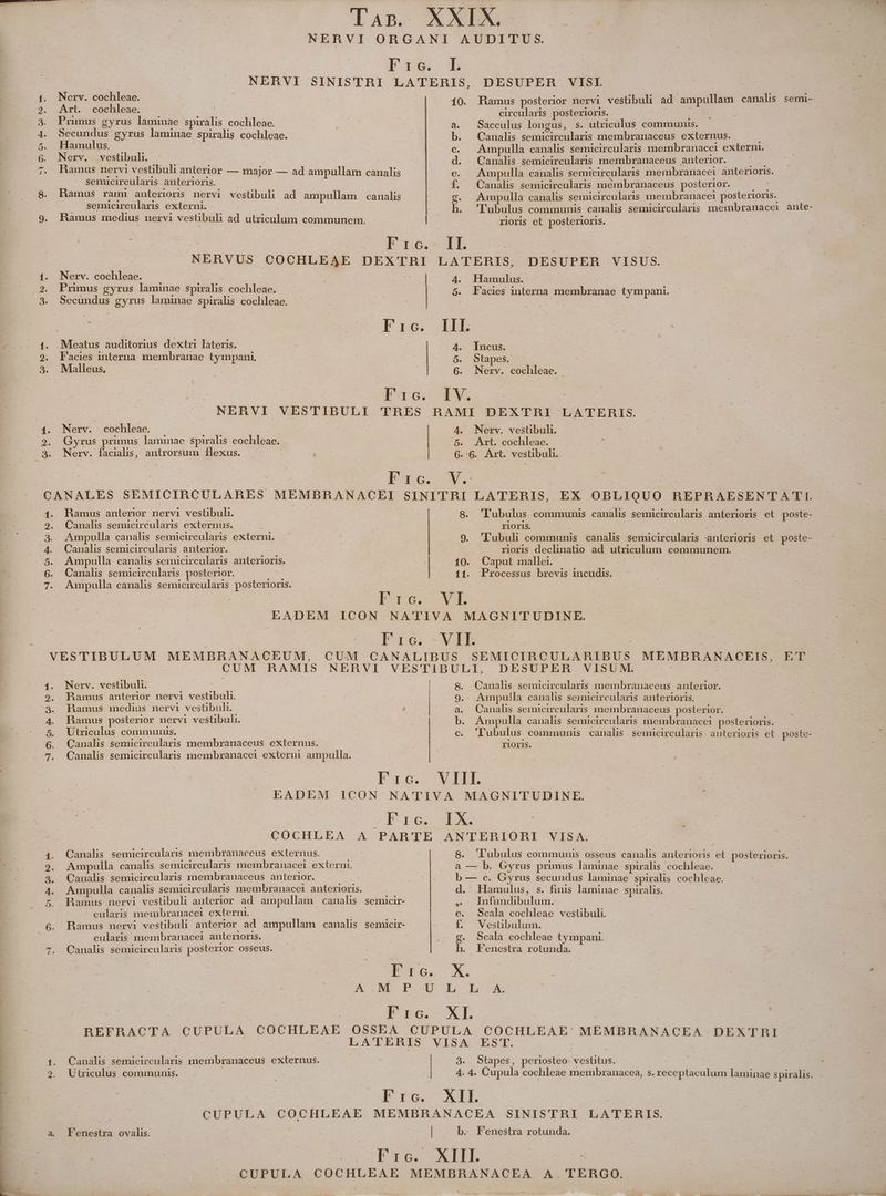 qoe Ug» Qd Go ubP eR SOonbov- cd | T€. 4. Nerv. cochleae. 2. Art. cochleae. | 3. Primus gyrus laminae spiralis cochleae. 4. Secundus gyrus laminae spiralis cochleae. 5. Hamulus. | | 6. Nerv. vestibul. 7. Mamus nervi vestibuli anterior — major — ad ampullam canalis semicireularis. anterioris. 8. Hamus rami anterioris nervi vestibuli ad ampullam. canalis - — semicircularis externi. 9. Ramus medius nervi vestibuli ad. utriculum communem. | F rc. NERVUS CO CHLEAE DEXTHRI 1. Nerv. cochleae. | ES I 2. Primus gyrus laminae Spiralis cochleae. 3. Secundus gyrus lamiunae spiralis cochleae. | | E Ds. 1. Meatus auditorius dextri lateris. - 2. Facies interna membranae tympani, Fro. Nerv. cochleae. Gyrus primus laminae spiralis cochleae. Nerv. facialis, antrorsum flexus. * | 1c. Ramus anterior nervi vestibuli. Canalis semicircularis externus. Ampulla canalis semicircularis externi. Canalis semicircularis anterior. | Ampulla canalis semicircularis anterioris. : | Canalis semicircularis posterior. | | Ampulla canalis semicircularis posterioris. FE rc. I. circularis posterioris. Sacculus longus, s. utriculus communis. Canalis semicircularis membranaceus externus. ; Ampulla canalis semicircularis membranacei externi. Canalis semicircularis membranaceus anterior. Moss Ampulla canalis semicircularis membranacei anterioris. Canalis semicircularis membranaceus posterior. pac Ampulla canalis semicirculaxris membranacei1 posterioris. 'Tubulus communis canalis semicircularis membranacei ante- rioris et. posterioris. | pus ro poc LATERIS, DESUPER VISUS. 4. Hamulus. 5. Facies interna membranae tympani. ILI. | de Des 4. Incus. 5. Stapes. 6. Nerv. cochleae. I V. 4. Nerv. vestibuli. 5. Art. cochleae. 6.-6. Art. vestibuli.. V. 8. 'Iubulus communis canalis semicircularis anterioris et poste- rioris. : | 9. 'l'ubuli communis canalis semicircularis anterioris et. poste- rioris declinatio ad. utriculum communem. : 10. Caput mallei. | : 11. Processus brevis incudis. VI. VIE. Nerv. vestibul. hamus anterior nervi vestibuh. : Ramus medius nervi vestibuli. , Ramus posterior nervi vestibul. | Utriculus communis. Canalis semicircularis membranaceus externus. E26. Canalis semicircularis membranaceus anterior. Ampulla canalis semicircularis anterioris. Canalis semicircularis membranaceus posterior. Ampulla canalis semicircularis membranacei posterioris. 'Tubulus. communis canalis |; semicircularis. anterioris et poste- rioris. P OT MES : -Eie. COCHLEA A PARTE Canalis semicircularis membranaceus externus. Ampulla canalis semicircularis membranacei externi. Canalis semicircularis membranaceus anterior. | Ampulla canalis semicircularis membranacei anterioris. Ramus nervi vestibuli anterior ad ampullam canalis semicir- cularis membranacei externi. ( | Ramus nervi vestibuli anterior. ad ampullam canalis semicir- cularis membranacei anterioris. Canalis semicircularis posterior OSseus. Dope - Dre. ÁÀ.M P.U EF rc. IX. : : ANTERIOHI VISA. 8. 'PUubulus communis osseus canalis anterioris et posterioris. a — b. Gyrus primus laminae spiralis cochleae. b — c. Gyrus secundus laminae spiralis cochleae. d. Hamulus, s. finis laminae spiralis. uec ,Cc Infundibulum. | e. Scala cochleae vestibuli. Íí. Vestibulum. g. wcala cochleae tympani. h. Fenestra rotunda. X. L L A. XI. Canals semicircularis membranaceus externus. | 9. Utriculus communis. | FP rc. ihe LJ a Fenestra ovalis. 9. sStapes, periosteo: vestitus. 4. 4. Cupula cochleae membranacea, s. receptaculum laminae spiralis. XII. b. Fenestra rotunda.