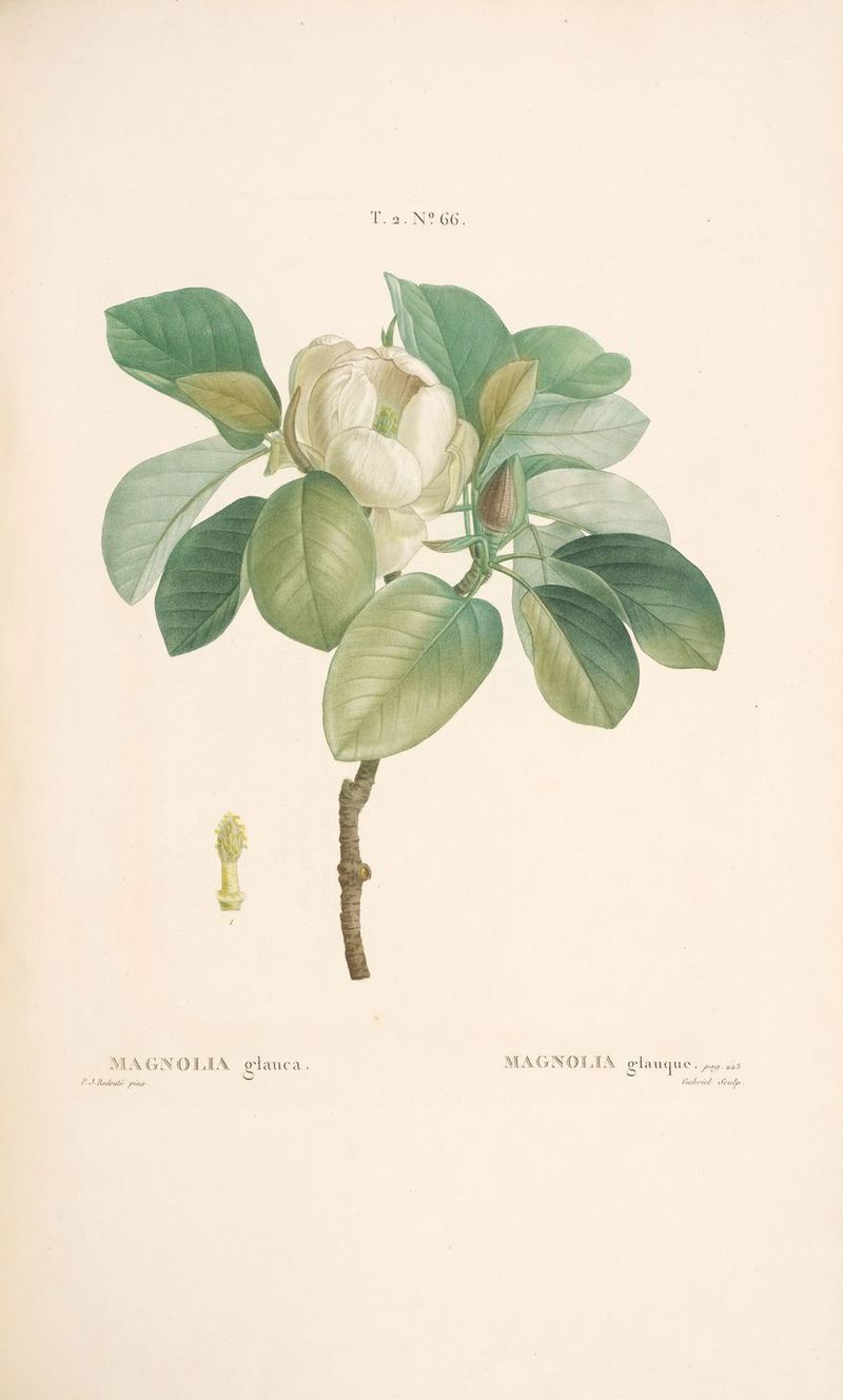 NOLIA d, AGNOLIA glauque DURS M ré. 10 QC Er 1 G NE J, Redout l Jeud 2 abri CG ,» PTE. ’ 2/ ?