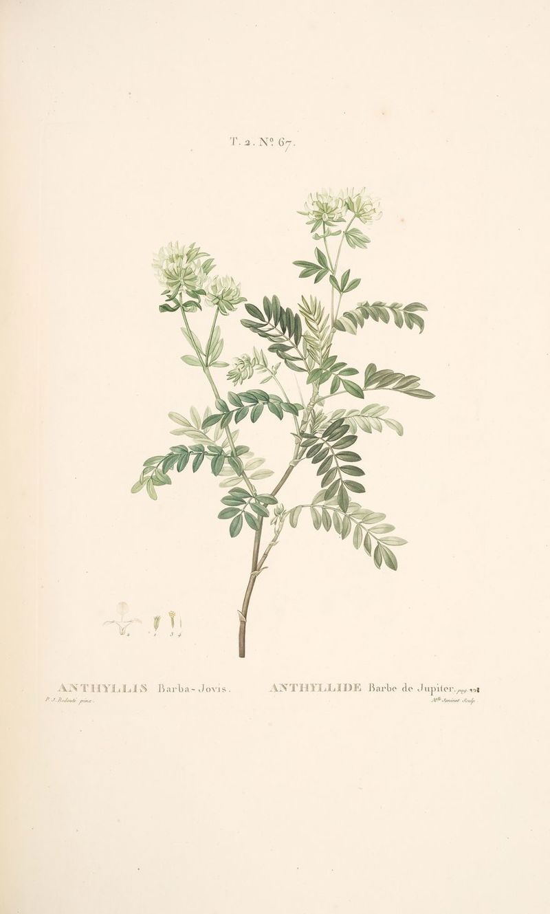 ANTHYLILIS Barba-Jovis. ANTHYLLEDE Barbe de Jupiter. ,ey.s18