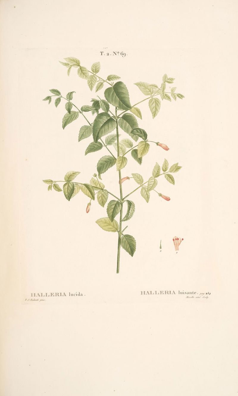 [AL HAIREA luisante. p.13 Mixelle aine. : feutp ; HALLERIA Jlucida