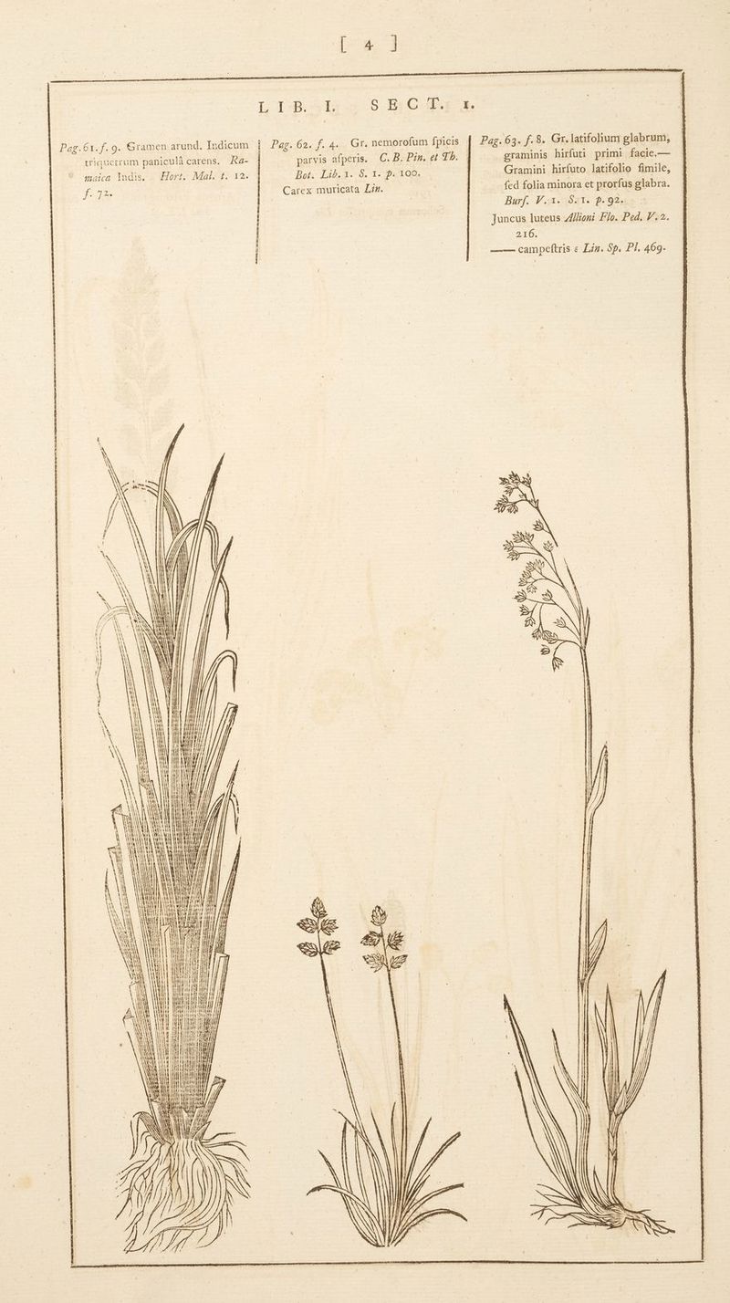 4g. | £ 4. Gr. nemorofum fpicis NS Pag. Pag.61.f. 9. Gramen arund, Indicum | 63. f. 8. Gr. latifolium glabrum, graminis hirfuti primi facie,— | G. B» Pin, et T5. parvis afperis. Bot. Lib.1. S. 1. p. 100. Carex muricata Lzg. Ra- triquetrum paniculà carens. Gramini hirfuto latifolio fimile, Hort. Mal. f. 12. cmaica lndis. ES fed folia minora et prorfus glabra. Burf. V..1. $.1. p. 92. Juncus luteus zioni Flo. Ped. P. 2. 6. —C— campeftris e Lin. 8p. PI. 469. I 2, Y Auffsds xe U z Z 1). aX N 7h | X A ^y m emet —