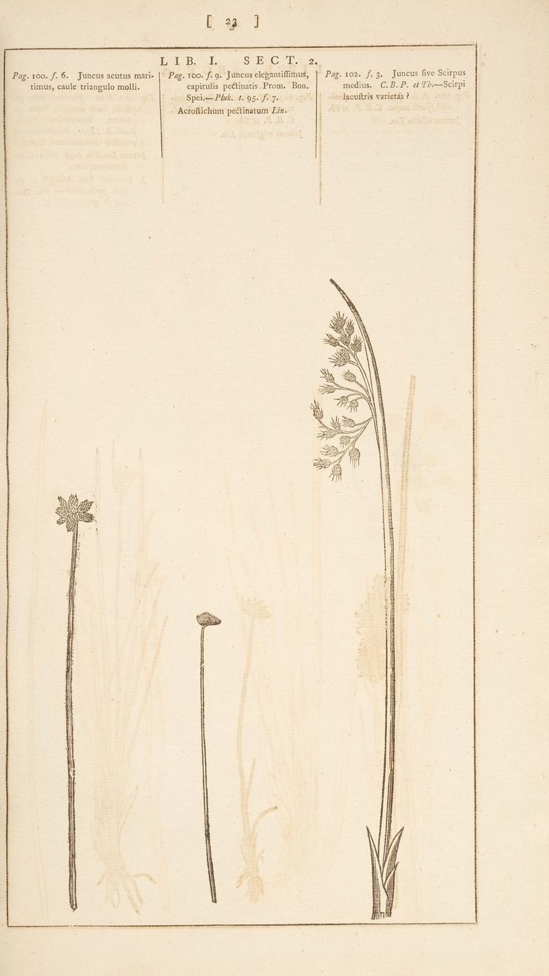 L I B. UR S E C d. 2e. Pag.100. f. 6. Juncus acutus mari- [^ Pag. 100. f. 9. Jüncus elepantiffimus, Pag box. [23.7 Tuncusime Scirpus timus, caule triangulo molli. capitulis pe&amp;inatis, Prom. Bon. . medius. C. B..P. e£ T bi—Scirpi | Spei.— Píuk. 1. 95. f. 7. d acuftris varietás ? - Acroftichum pectinatum Liz. j*uw 4 z ^ Y * IE ! | P Dr i: 1 4 NC Dec rr e A Hor, 4 LESS $ 12 Ce e cuc : xem y [og (A X) k Mur ME a , | peeqcsenpesnempugn ceux iique SERO TC OC E En meet e c A e   x