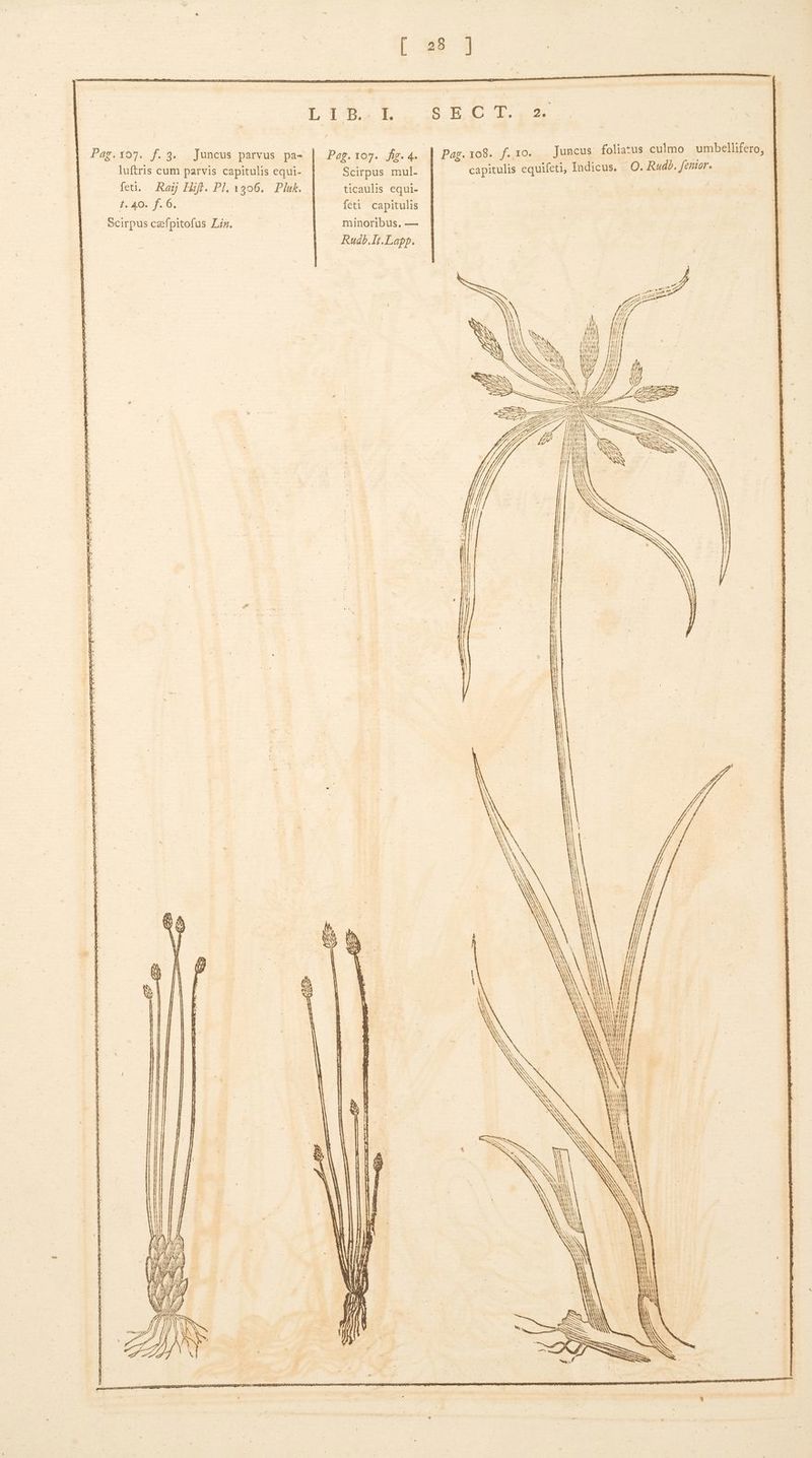 I. Juncus foliatus culmo umbellifero, LIB. Rudb. femtor. capitulis equifeti, Indicus. O Ó n st eo 9) bend qi Em *-nx e 33 23 S B8 mg. RN Cu B Razr sur CAN SE OM I.AUO'ZM E xr O m e 002 73 PDC ERE SUA. es 2 GV &amp; f : JO ar os ee) nS B. D g R, a cr MN cm Qu. TENER : oe S O0- .g 9 w^ M i. ei. en EXE c Cs HN $ ^ Aw UM MEE ew ERE: n 163 e wm Be 0g 9 v .0 35 Ease) NS (ES D. oe in 4 QC € Oe ; 27 b S . Q., REED ty iil TA UI Um rds ED