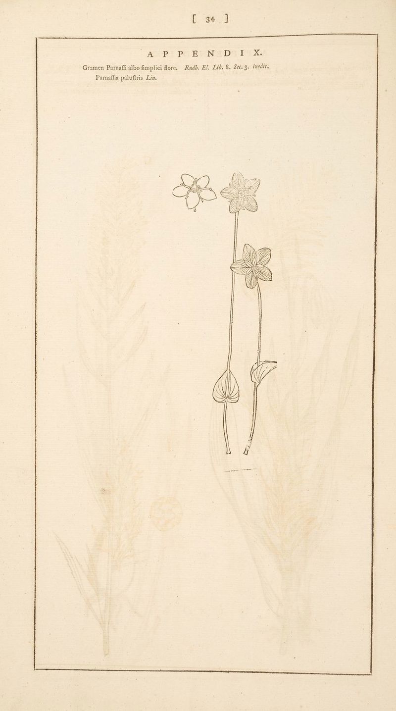 NE ACUB: POCEDSNZD-TIX Gramen Parnaffi albo fimplici flore. — Rudb. EJ, Lib. 8. $ec. 3. inedit. Parnaffia paluftris Liz.