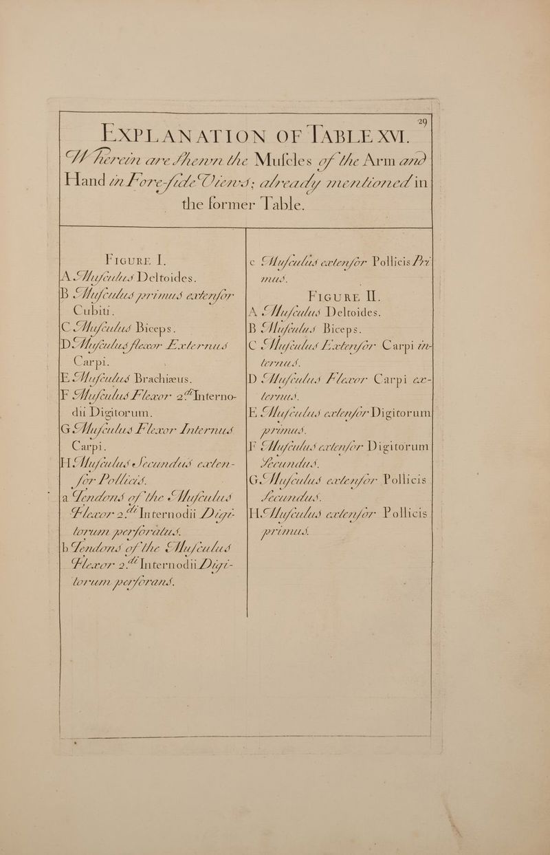 eb Ficure I. 1A. Mifeulie. s Deltoides. BY uf culits ji VINULS erlenfor t~ Crbite. ie Mufculis Bicep :; DM sa ima fixlernitd fckearpt. IE Siifeulies ee hizeus. iF Muifculuds Flexor a ne | du Digitorum. | 1G Mu cut Lit Vas le EXOT Lyrte PFE, : Carpi. Mufeulies Sei unaduds caten- fer Pothicis a Dendons fof [he « Masferloc J Blecor 2 nant ternodii Dig LOMUIIL poy Or alts. — tb Dendond OF. Chie Mufculies lor “i172. pPer 7 OT ANS Mette. Figure if CCVTULS, LOVTIUMS*, WIUIUA, Brn died Sectirtlud pl WITULDS.