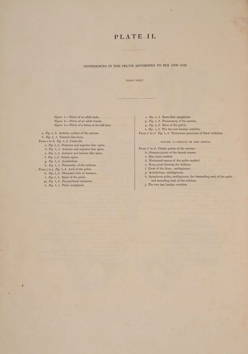 PLATE II. DIFFERENCES IN THE PELVIS ACCORDING TO SEX AND AGE. (HALF SIZE.) Figure 1.—Pelvis of an adult male. o. Fig. 1, 2. Sacro-iliac symphysis. Figure 2.—Pelvis of an adult female. p- Fig. 1, 2. Promontory of the sacrum. Figure 3.—Pelvis of a foetus at the full time. | q. Mig. 1, 2. Brim of the pelvis. r. Fig. 1, 2. The two last lumbar vertebra. a. Fig. 1, 2. Anterior surface of the sacrum. From s' to s*. Fig. 1, 2. Transverse processes of these vertebre. b. Fig. 1, 2. Internal iliac fossa. From c to d. Fig. 1, 2. Crista ili. HG oa RSL OTE ee c. Fig. 1, 2. Posterior and superior iliac spine. d. Fig. 1, 2. Anterior and superior iliac spine. From a' to a‘. Ossific points of the sacrum. e. Mig. 1, 2. Anterior and inferior iliac spine. b. Osseous points of the lateral masses. f. Fig. 1, 2. Sciatic spine. c. Iliac fossa ossified. ge. Fig. 1, 2. Acetabulum. d. Horizontal ramus of the pubis ossified. h. Fig. 1, 2. Tuberosity of the ischium. e. Bony point forming the ischium. From j toj. Fig. 1, 2. Arch of the pubis. f. Crest of the illum, cartilaginous. k. Fig. 1, 2. Obturator hole or foramen. g. Acetabulum, cartilaginous. l. Fig. 1, 2. Spine of the pubis. 7 h. Symphysis pubis, cartilaginous, the descending rami of the pubis m. Fig. 1, 2. [io-pectineal eminence. and ascending rami of the ischium. n. Fig. 1, 2. Pubic symphysis. j- The two last lumbar vertebra.