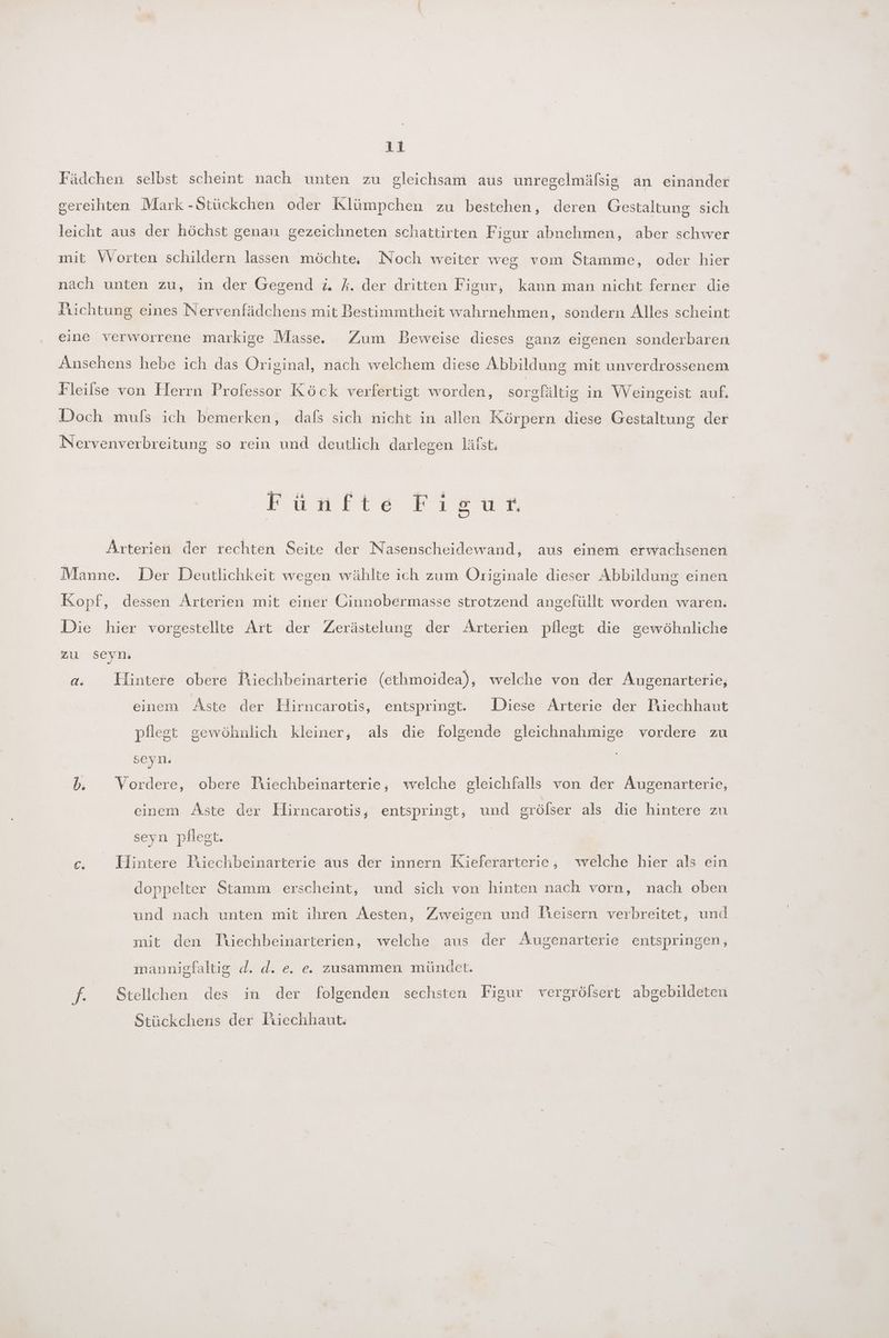 Fädchen selbst scheint nach unten zu gleichsam aus unregelmäfsig an einander gereihten Mark -Stückchen oder Klümpchen zu bestehen, deren Gestaltung sich leicht aus der höchst genau gezeichneten schattirten Figur abnehmen, aber schwer mit VVorten schildern lassen möchte. Noch weiter weg vom Stamme, oder hier nach unten zu, in der Gegend z. A. der dritten Figur, kann man nicht ferner die Ahichtung eines Nervenfädchens mit Bestimmtheit wahrnehmen, sondern Alles scheint eine verworrene markige Masse. Zum Beweise dieses ganz eigenen sonderbaren Ansehens hebe ich das Original, nach welchem diese Abbildung mit unverdrossenem Fleilse von Herrn Professor Köck verfertigt worden, sorsfältig in WVeingeist auf. Doch muls ich bemerken, dafs sich nicht in allen Körpern diese Gestaltung der Nervenverbreitung so rein und deutlich darlegen läfst. Fumwrteriıecte® Arterien der rechten Seite der Nasenscheidewand, aus einem erwachsenen Manne. Der Deutlichkeit wegen wählte ich zum Originale dieser Abbildung einen Kopf, dessen Arterien mit einer Cinnobermasse strotzend angefüllt worden waren. Die hier vorgestellte Art der Zerästelung der Arterien pflegt die gewöhnliche zu seyn: Ad. Hintere obere Riechbeinarterie (ethmoidea), welche von der Augenarterie, einem Aste der Hirncarotis, entspringt. Diese Arterie der Püechhaut pflegt gewöhnlich kleiner, als die folgende gleichnahmige vordere zu seyn. b. Vordere, obere Piechbeinarterie, welche gleichfalls von der Augenarterie, einem Aste der Hlirncarotis, entspringt, und grölser als die hintere zu seyn pflegt. | | 6; Hintere Puechbeinarterie aus der innern Kieferarterie, welche hier als ein doppelter Stamm erscheint, und sich von hinten nach vorn, nach oben und nach unten mit ihren Aesten, Zweigen und lieisern verbreitet, und mit den Tüechbeinarterien, welche aus der Augenarterie entspringen, mannigfaltig d. d. e. e. zusammen mündet. f. Stellchen des in der folgenden sechsten Figur vergrölsert abgebildeten Stückchens der Fiiechhaut.