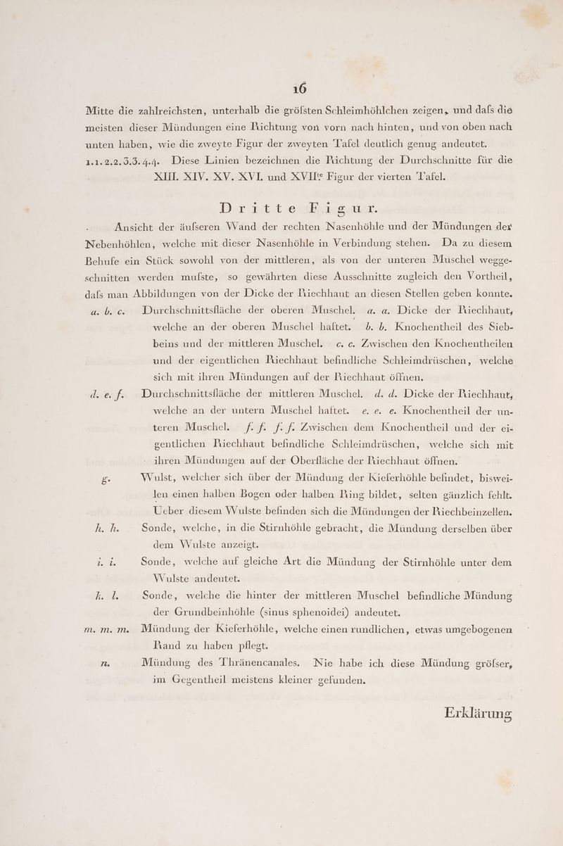 Mitte die zahlreichsten, unterhalb die gröfsten Schleimhöhlchen zeigen, und dafs die meisten dieser Mündungen eine Richtung von vorn nach hinten, und von oben nach unten haben, wie die zweyte Figur der zweyten 'l’afel deutlich genug andeutet. 1.1.2.2.0.3.4.4. Diese Linien bezeichnen die Richtung der Durchschnitte für die HR ZTIVRVEX VE nad KV? Figundes vierten Tafel. Dr 111 es ga. Ansicht der äufseren Wand der rechten Nasenhöhle und der Mündungen der Nebenhöhlen, welche mit dieser Nasenhöhle in Verbindung stehen. Da zu diesem Behufe ein Stück sowohl von der mittleren, als von der unteren Muschel wegge- schnitten werden mufste, so gewährten diese Ausschnitte zugleich den Vortheil, dafs man Abbildungen von der Dicke der Piiechhaut an diesen Stellen geben konnte. a. b. c. WDüurchschnittsfläche der oberen Muschel. a. a. Dicke der Piechhaut, welche an der oberen Muschel Köln b. b. Knochentheil des Sieb- beins und der mittleren Muschel. e. c. Zwischen den Knochentheilen und der eigentlichen Füechhaut befindliche Schleimdrüschen, welche sich mit ihren Mündungen auf der Piechhaut öffnen. derer Durchschnittsfläche der mittleren Muschel. d. d. Dicke der Piechhaut, welche an der untern Muschel haftet. e e. e Knochentheil der un- teren Muschel. f- f- f- f- Zwischen dem Knochentheil und der ei- gentlichen Hiechhaut befindliche Schleimdrüschen, welche sich mit ihren Mündungen auf der Oberfläche der Piechhaut öffnen. g- Wulst, welcher sich über der Mündung der Kieferhöhle befindet, biswei- len einen halben Bogen oder halben Ping bildet, selten gänzlich fehlt. Ücber diesem Wulste befinden sich die Mündungen der Riechbeinzellen. oh. Sonde, welche, in die Stirnhöhle gebracht, die Mündung derselben über dem Wulste anzeigt. Ta Sonde, welche auf gleiche Art die Mündung der Stirnhöhle unter dem Wulste andeutet. Br sa Sonde, welche die hinter der mittleren Muschel befindliche Mündung der Grundbeinhöhle (sinus sphenoidei) andeutet. m. m. m. Mündung der Kieferhöhle, welche einen rundlichen, etwas umgebogenen Trand zu haben pflegt. ni. Mündung des Ihränencanale.. Nie habe ich diese Mündung grölser, im Gegentheil meistens kleiner gefunden.