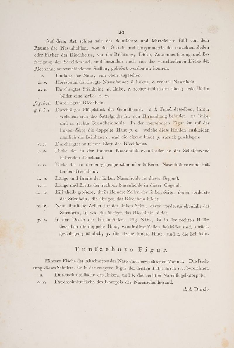 Auf diese Art schien mir das deutlichste und lehrreichste Bild von dem Raume der Nasenhöhlen, von der Gestalt und Unsymmetrie der einzelnen Zellen oder Fächer des Riechbeins, von der Tiichtung, Dicke, Zusammenfügung und Be- festigung der Scheidewand, und besonders noch von der verschiedenen Dicke der Piechhaut an verschiedenen Stellen, geliefert werden zu können. a. Umfang der Nase, von oben angesehen. b. c. Horizontal durchsägte Nasenbeine; b. linkes, ce. rechtes Nasenbein. d.e. Durchsägtes Stirnbein; d. linke, e. rechte Hälfte desselben; jede Hälfte a. bildet eine Zelle. x. w. f.g.h.i. Durchsägtes Friechbein. g.i. k.l. Düurchsägtes Flügelstück des Grundbeines. &. l. Paand desselben, hinter _ welchem sich die Sattelgrube für den Hirnanhang befindet. m. linke, und z. rechte Grundbeinhöhle. In der vierzehnten Figur ist auf der linken : Seite die doppelte Haut p. q., welche diese Höhlen auskleidet, nämlich die Beinhaut p. und die eigene Haut g. zurück geschlagen. r. r. Düurchsägtes mittleres Blatt des Friechbeins. | 5.5 Dicke der in der inneren Nasenhöhlenwand oder an der Scheidewand haftenden Juiechhaut. Ge Dicke der an der entgegengesezten oder äufseren Nasenhöhlenwand haf- tenden Jiiechhaut. u. u. Länge und Breite der linken Nasenhöhle in dieser Gegend. DD. Länge und Breite der rechten Nasenhöhle in dieser Gegend. w. w. Eilf theils gröfsere, theils kleinere Zellen der linken Seite, deren vorderste das Stirnbein, die übrigen das Biiechbein bildet. x %& Neun ähnliche Zellen auf der linken Seite, deren vorderste ebenfalls das Stirnbein, so wie die übrigen das Piechbein bildet. Y. z In der Decke der Nasenhöhlen, Fig. XIV., ist in der rechten Hälfte desselben die doppelte Hlaut, womit diese Zellen bekleidet sind, zurück- geschlagen ; nämlich, y. die eigene innere Haut, und z. die Beinhaut. Funfzehnte Kir, Hintere Fläche des Abschnittes der Nase eines erwachsenen Mannes. Die Rich- tung dieses Schnittes ist in der zweyten Figur der dritten T’afel durch ı. ı. bezeichnet. a. Durchschnittsfläche des linken, und b. des rechten N asenflügelknorpels, ce. ce. Dourchschnittsfläche des Knorpels der Nasenscheidewand. d. d. Durch-