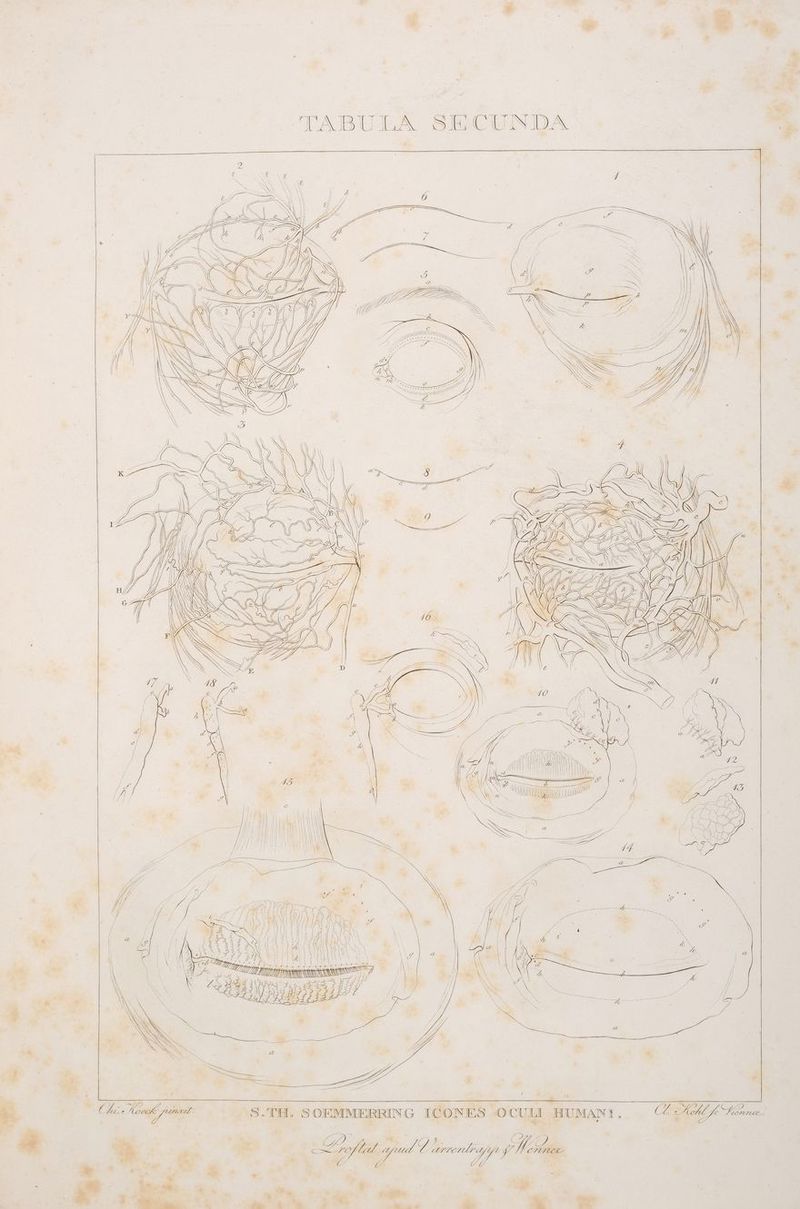 _« 'S.TH. SORMMERRING ICONES OCULI HUMANT. (LAAlk Sanne. er Ki . z.R- ’ ” ee 2 Fe die =. ze