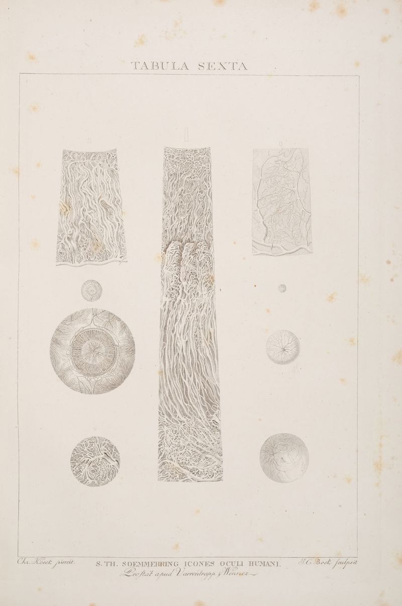 &amp; | N u I! | H a 1 ee EN Te 2 D..% er de N ER EN RT, ve) VER ER UL NeA 07 RT Y 7, IR # Zn Ta 7 WE ZI u u SE A SI Fe en III Een = Se SA en FREE = il yg cu 4G 7) NER n Er ” | AR li = ut er Chr. Koeck fänsit. 8, TH. SOEMMERRING ICONES OCULI HUMANI. FGBock faupsit | | hr ARE | Eu Bm arud Vamentranp PL, enrser-_ 1 |