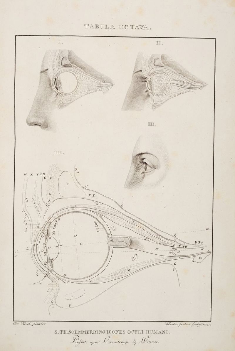 Al, fenlnforum Ze, [2 Hlauber Kraeres } / M [4 PEPLEBR. TABULA OCTAVaA. renlr app SS % W 7 AR ap: 0 Stat a ® r N S.TH.SOEMMERRING ICONES OCULI HUMANT:; = ‘ I { — 3 I Di 5 T - wu { er ee: Be | x S S = — — I — \ LG
