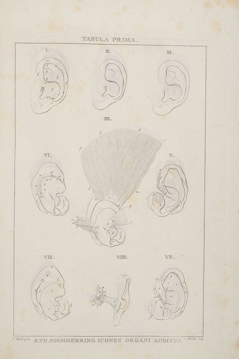 TABULA PRIMA. IM. Hi, Hz] ne. ee CFxk pi STH, SOEMMERRING ICONES ORGANI Aupırus. +