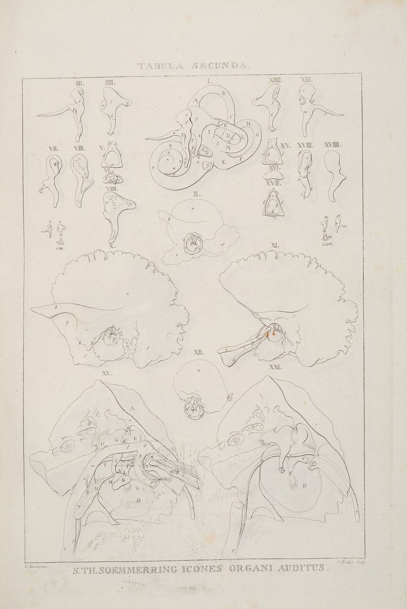Karen nenn. aan pt Bi LEI nern RE FORTE TEGBERT TEHRTR error OR AR Emma FEIN NEN ENT er ra a nennen XII. ALL. # % I we ee un SEN re Te rn N Nu, N N \\\ N LIION v. re I. Recher CKrekpine. S.TH. SOEMMERRING IC ON ES ORGANI AUDITUS. x Seat I . .B SEEN, ER ra ER
