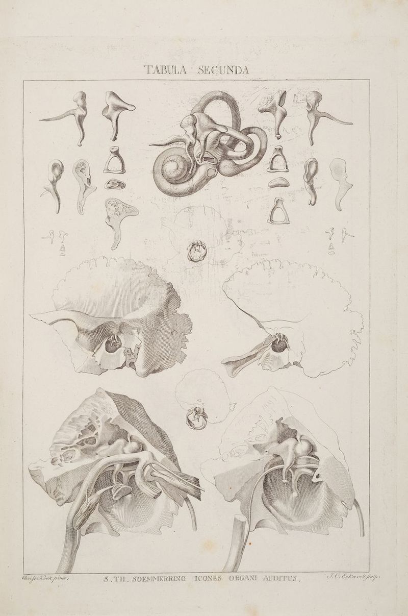 alt ‘UNDA LA TABL C. Eeharch Kudı : E37 Se me — = I \ \\ \ \\\ \\ N \ NN ANNO NN \\ \\ \\ | {N \\\ \\ \ N \\ \ RR, \ ST Sm MM EEE GEGEN Er III Ir U N re « == a — == — FT GG: —_ / N: ul IN IN Wi O TR = a SS III N SS = > = Ze > > SS m SS re IST II x S. TH. SOEMMERRING ICONES ORGANI AUDITUS. Ton N Gar Koch [106 ;