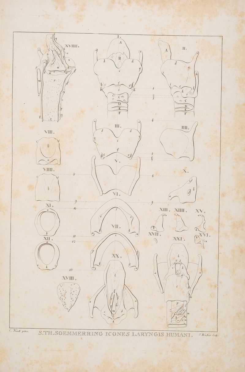 S.TH.SOEMMERRING ICONES LARYNGIS HUMANIT. Rare np