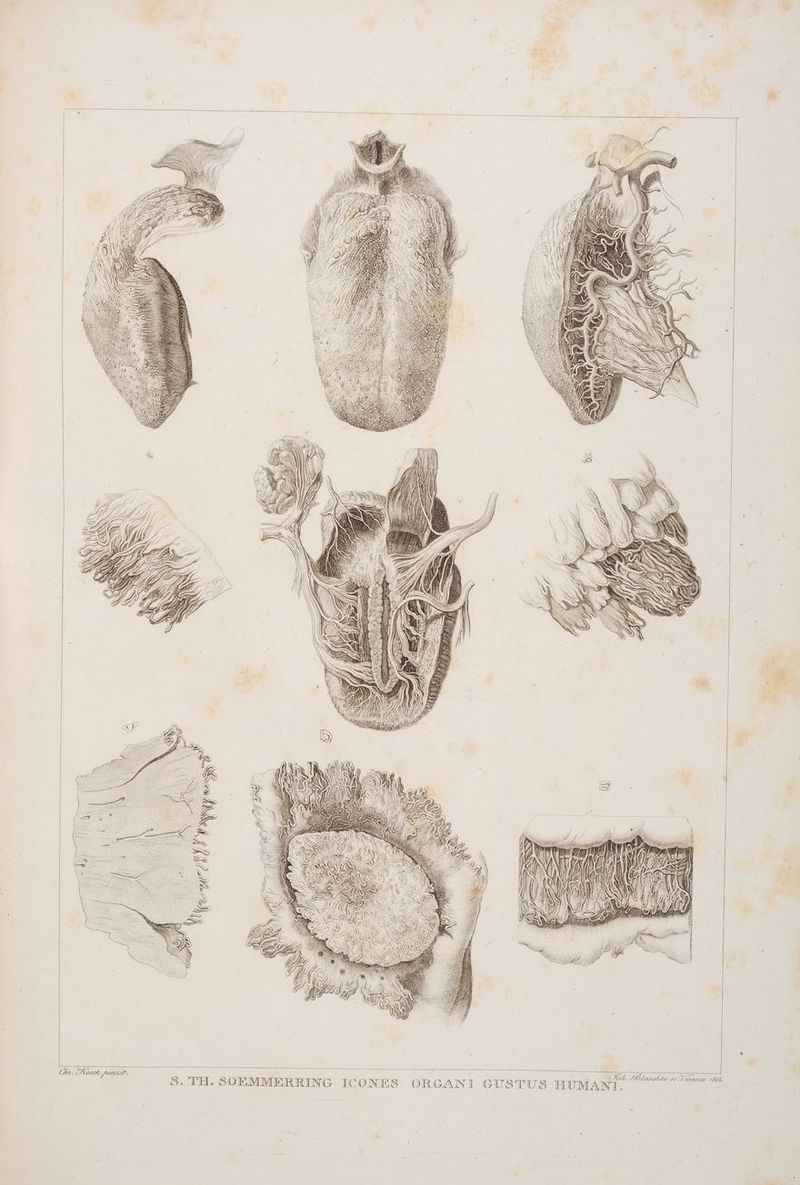 , NAH NINE WANN) y Han | l INH MAN N UNDUKOCK RER ul > Ei % Der N HH HIE, 1\ NY RN lb Fl \ ER I: NE PER RT NN A N IS M = III NÜ RN NR IR N \ III N N AN IA III N NR II NN NIII NN x II N | Obr. Poeck race, Blaschke se. Udernae 1808, h a: S. [H. SOIEMMERRING ICONES. ORGANI GUSTUS HUMAN