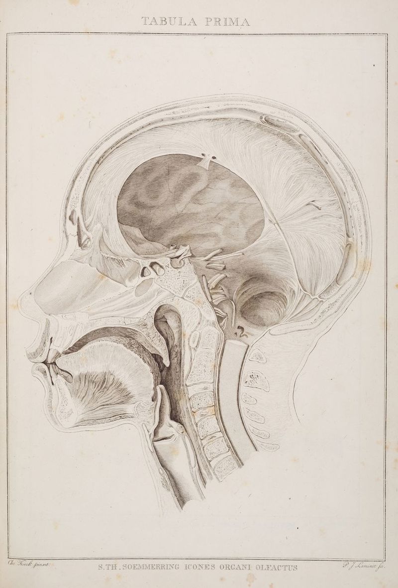 7 mm 0272002000000 m EEE BETH TREE TER 7 WEST EL EBENEN ZT RU En Zr ei lL OLFACTUS RD E R _ Z ae : — > i GE S De SHOEE N | 70, ggg RR ZEILE: ED 4 S.TH.SOEMMERRING ICONES ORGA IN SS