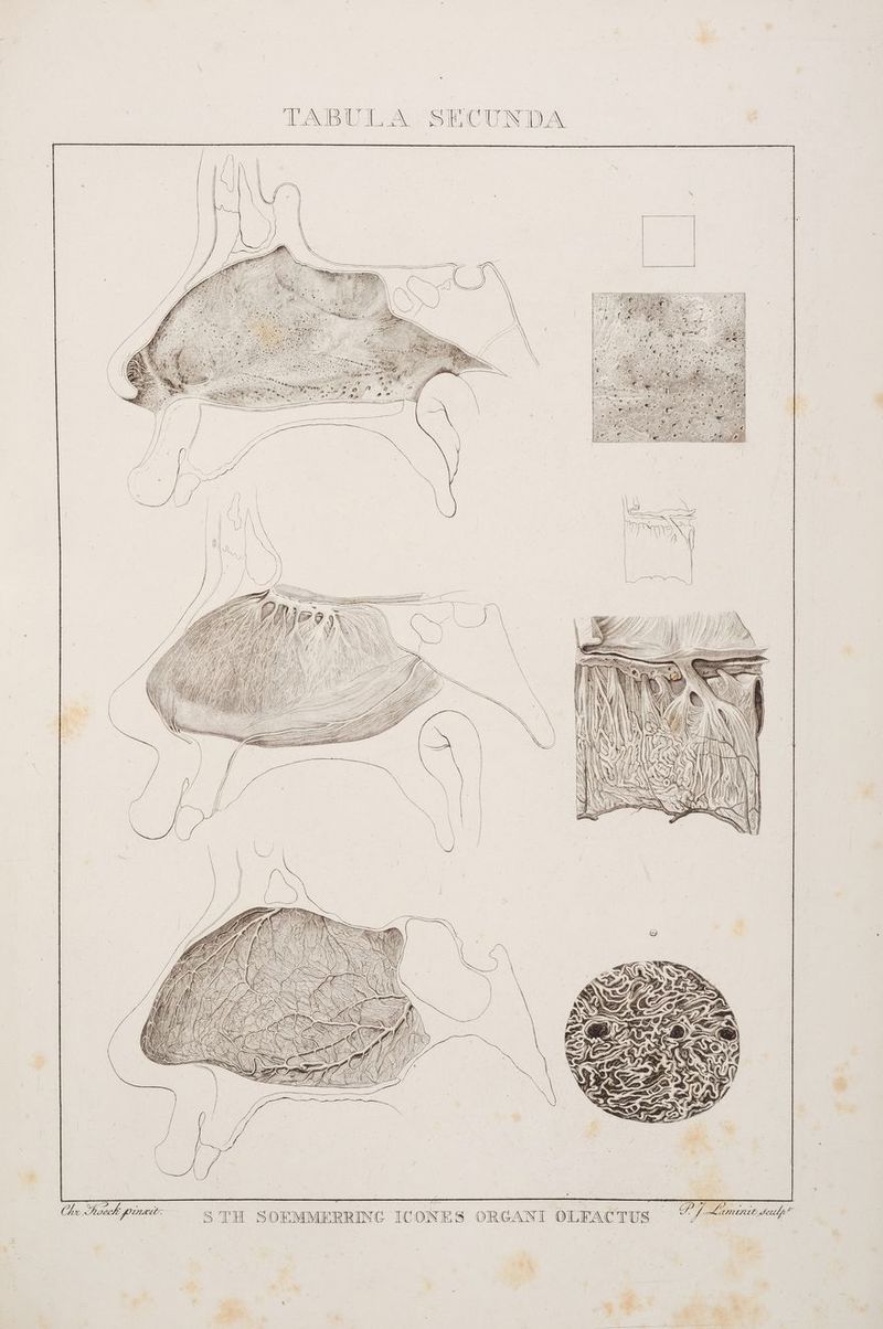 II S TH SOEMMERRING ICONES ORGANI JAH \ Hu Ing IH, N A 1 Y ji) Kal iWN Bi, Ian Inh A ı N SM I | ” % 3 5 / u - ’ 2 ‚ R